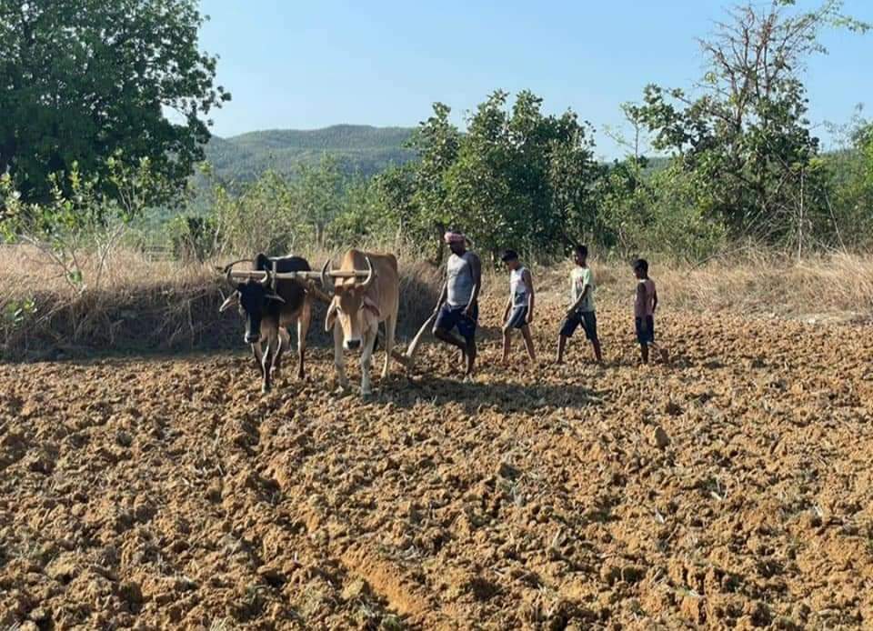 mla sanjeev sardar is farming in village