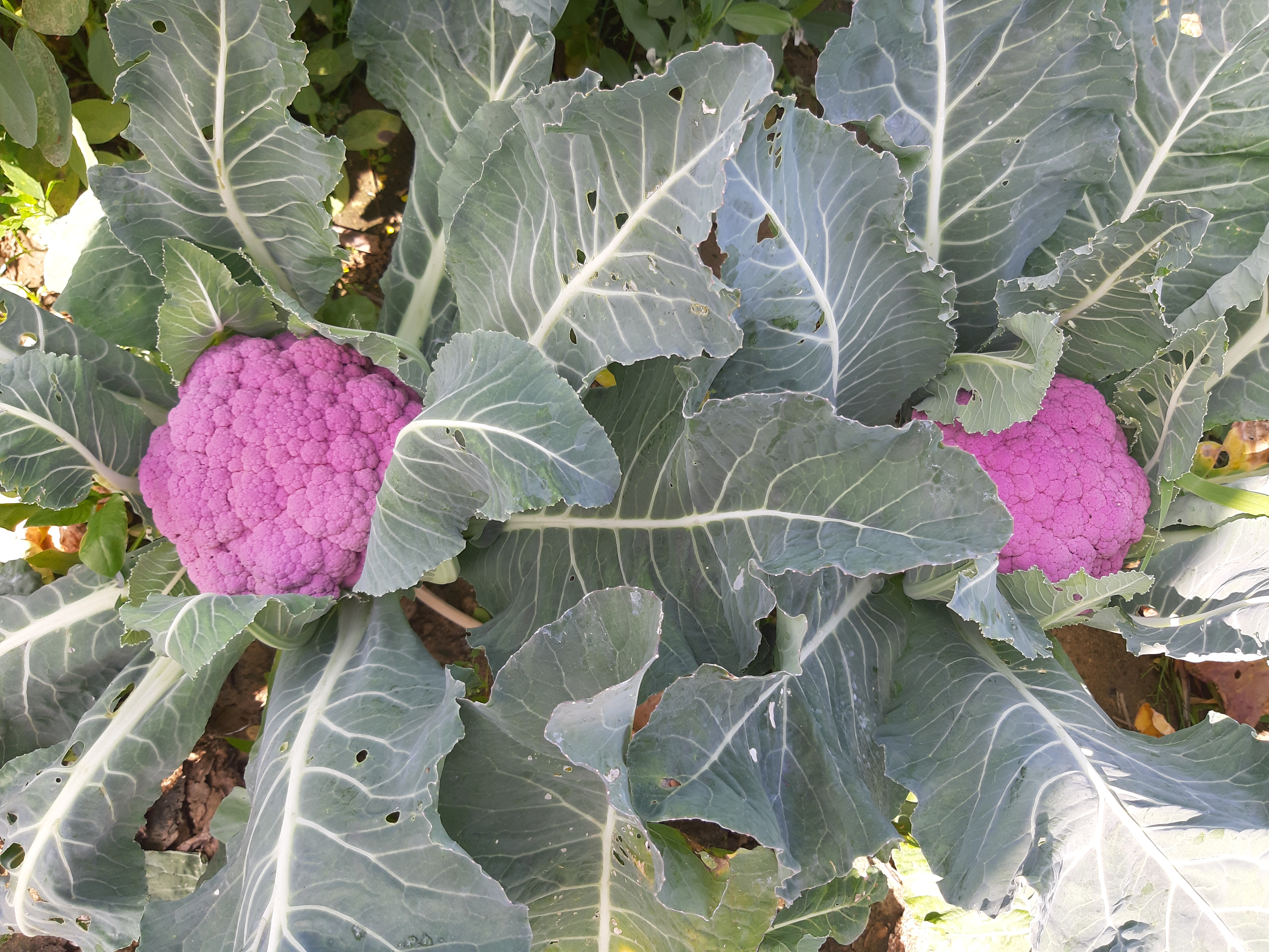 colorful cabbage cultivation in Hazaribag