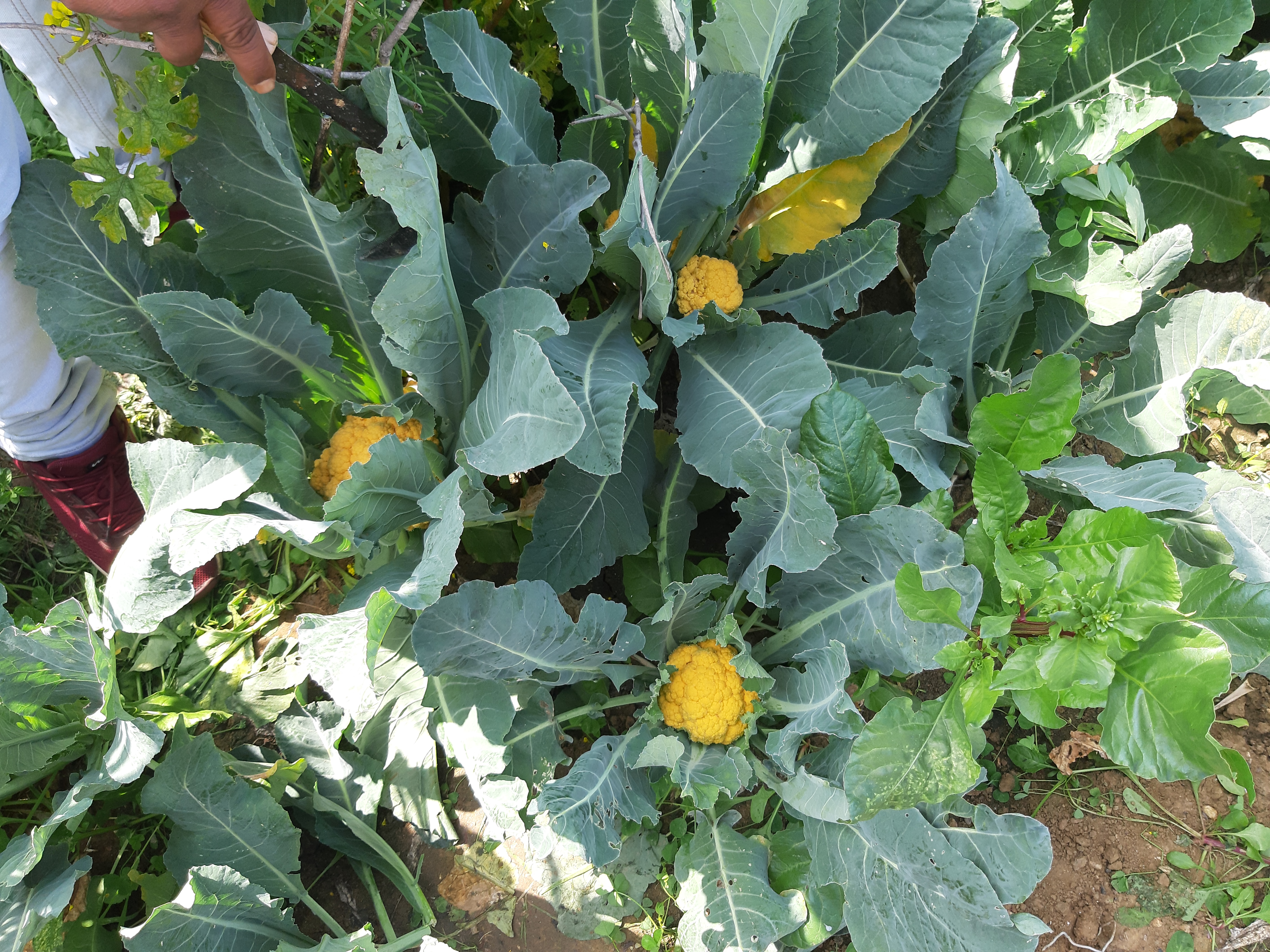 colorful cabbage cultivation in Hazaribag