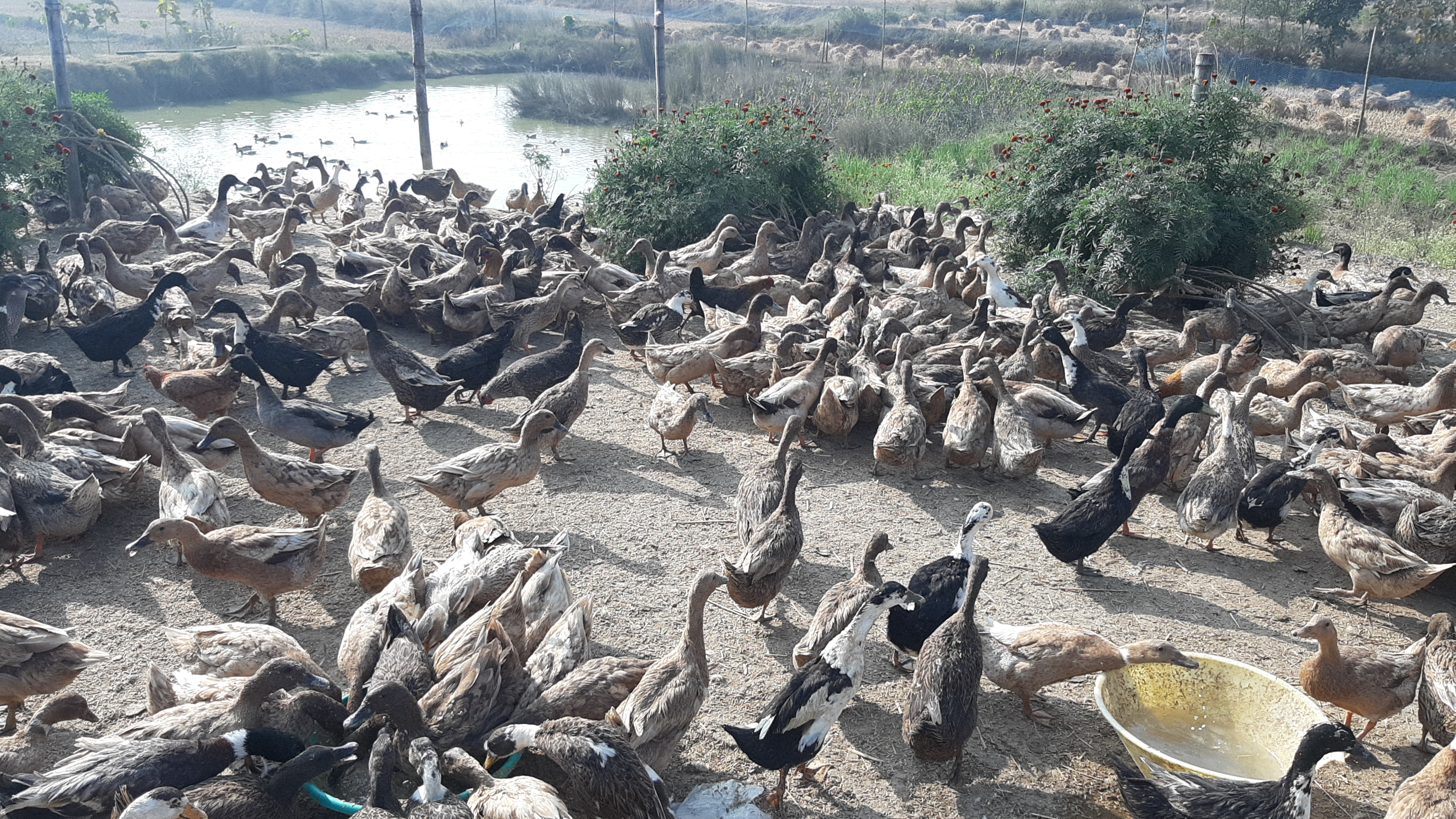 Rajesh Kumar Kushwaha of Hazaribag earning from duck farming by giving up wages