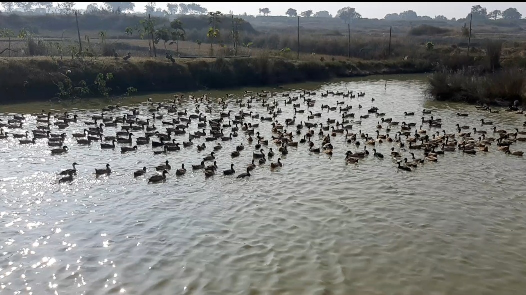 Rajesh Kumar Kushwaha of Hazaribag earning from duck farming by giving up wages