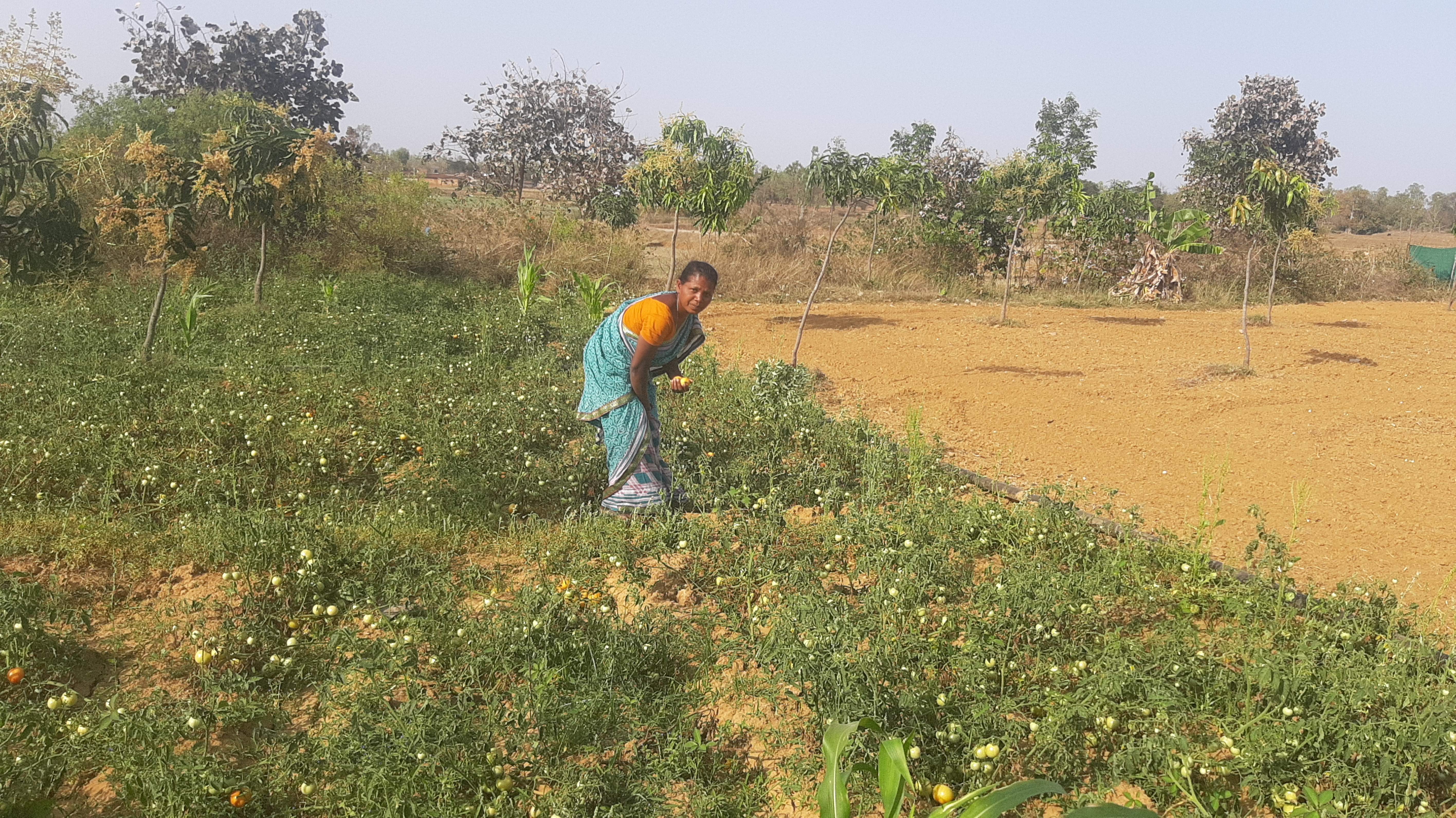 Women farmer of Hazaribag made barren land fertile