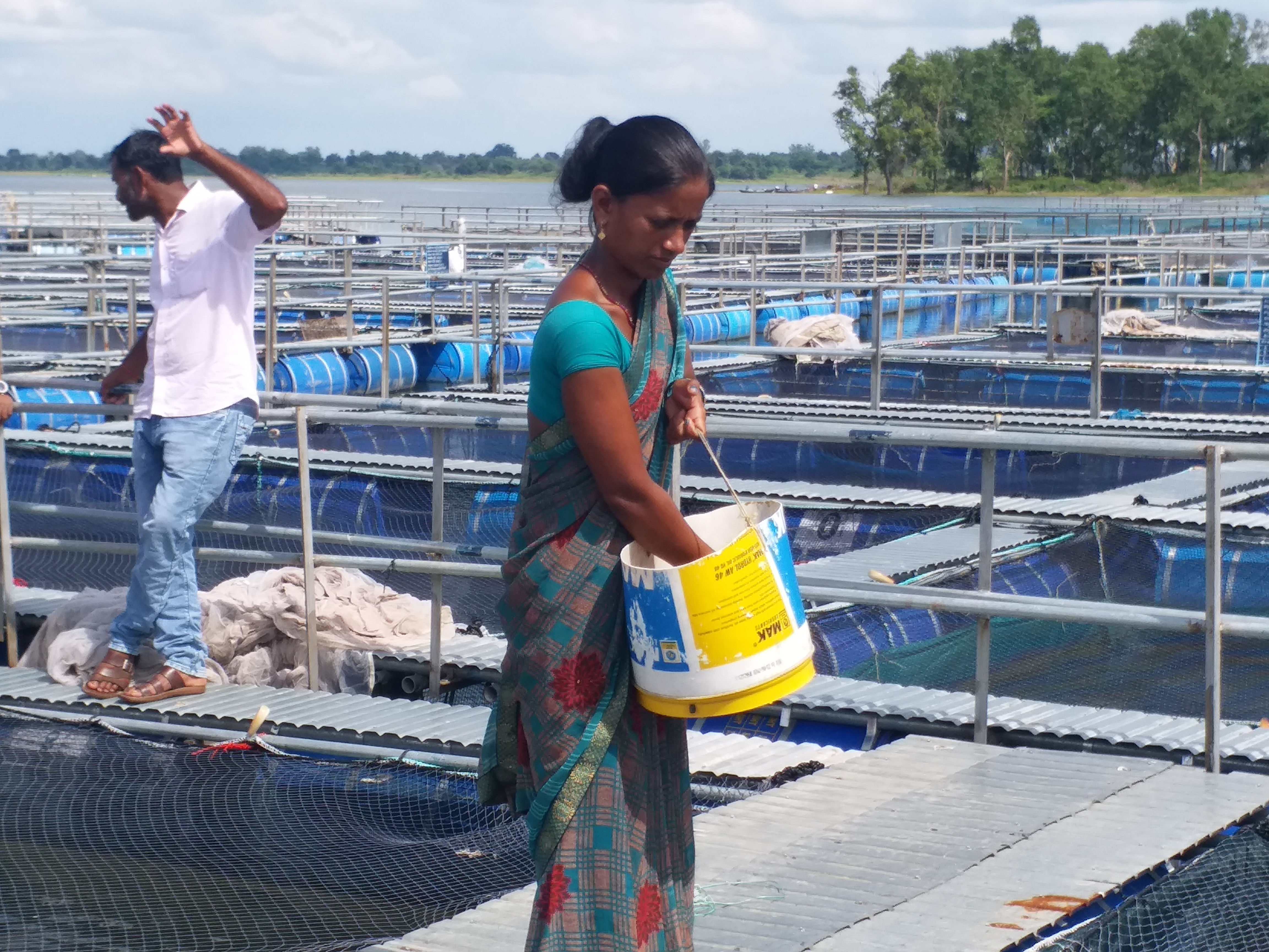 Cage method of fish farming in Hazaribagh