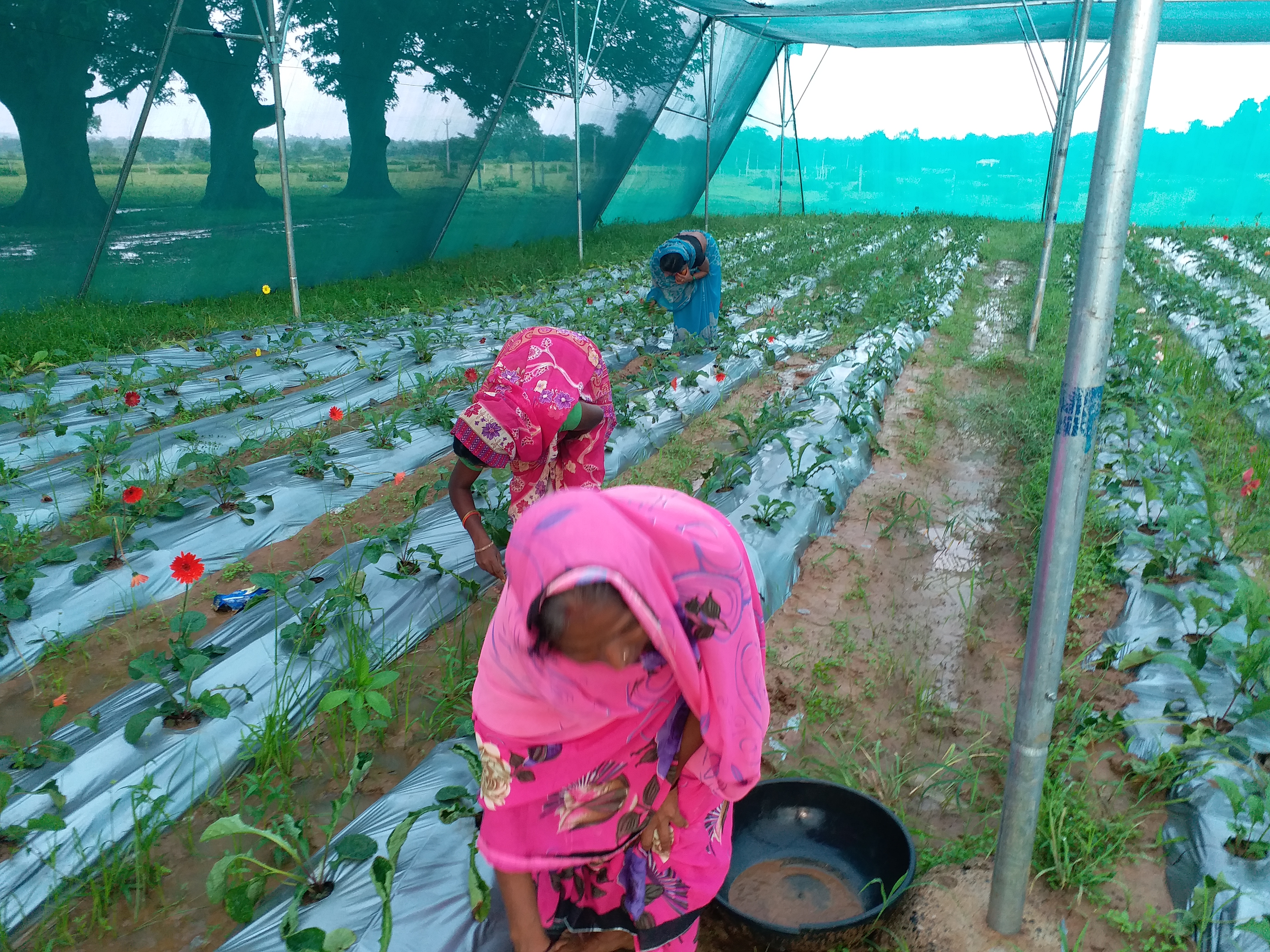 Gerbera farming