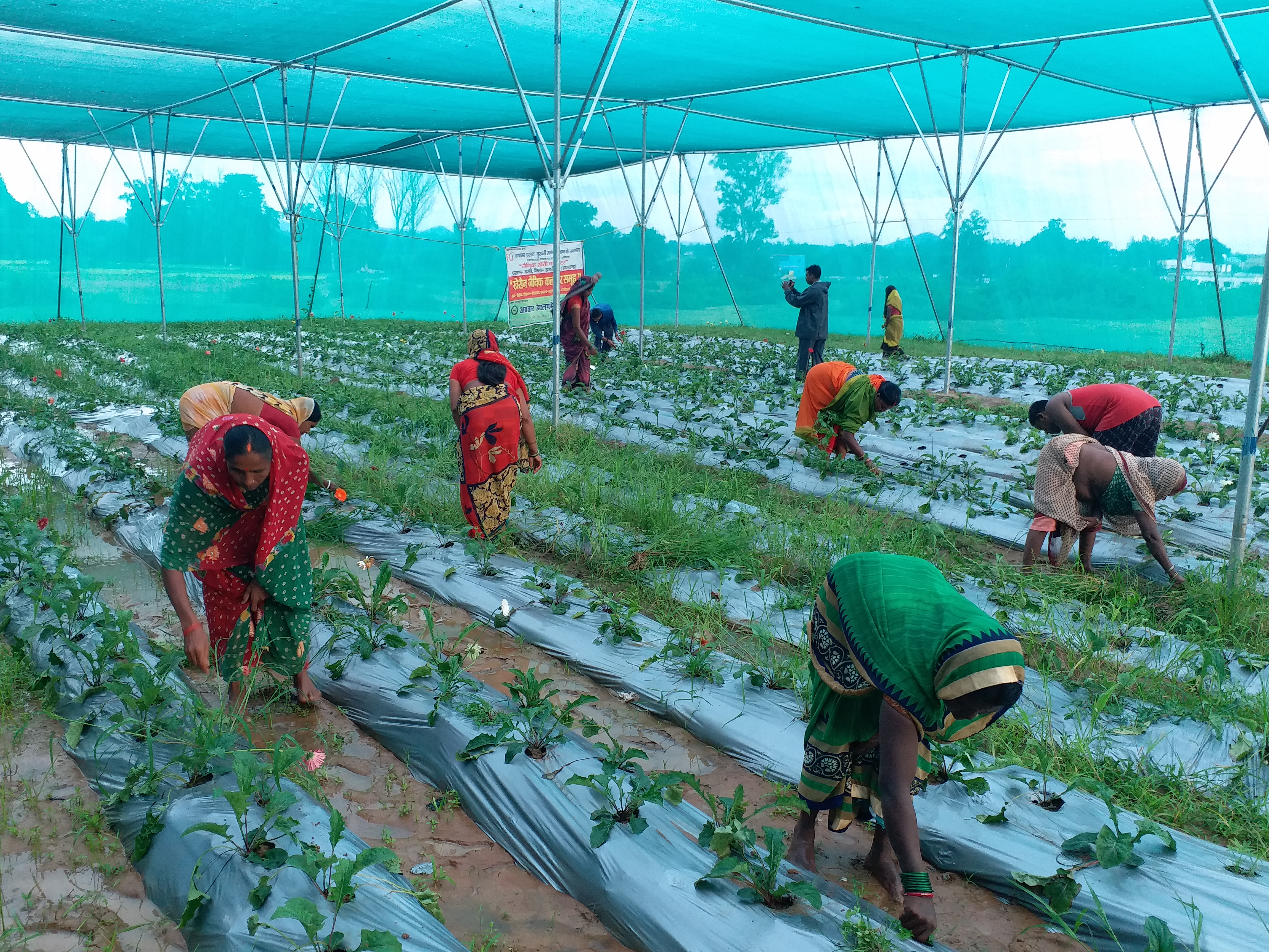 Gerbera farming