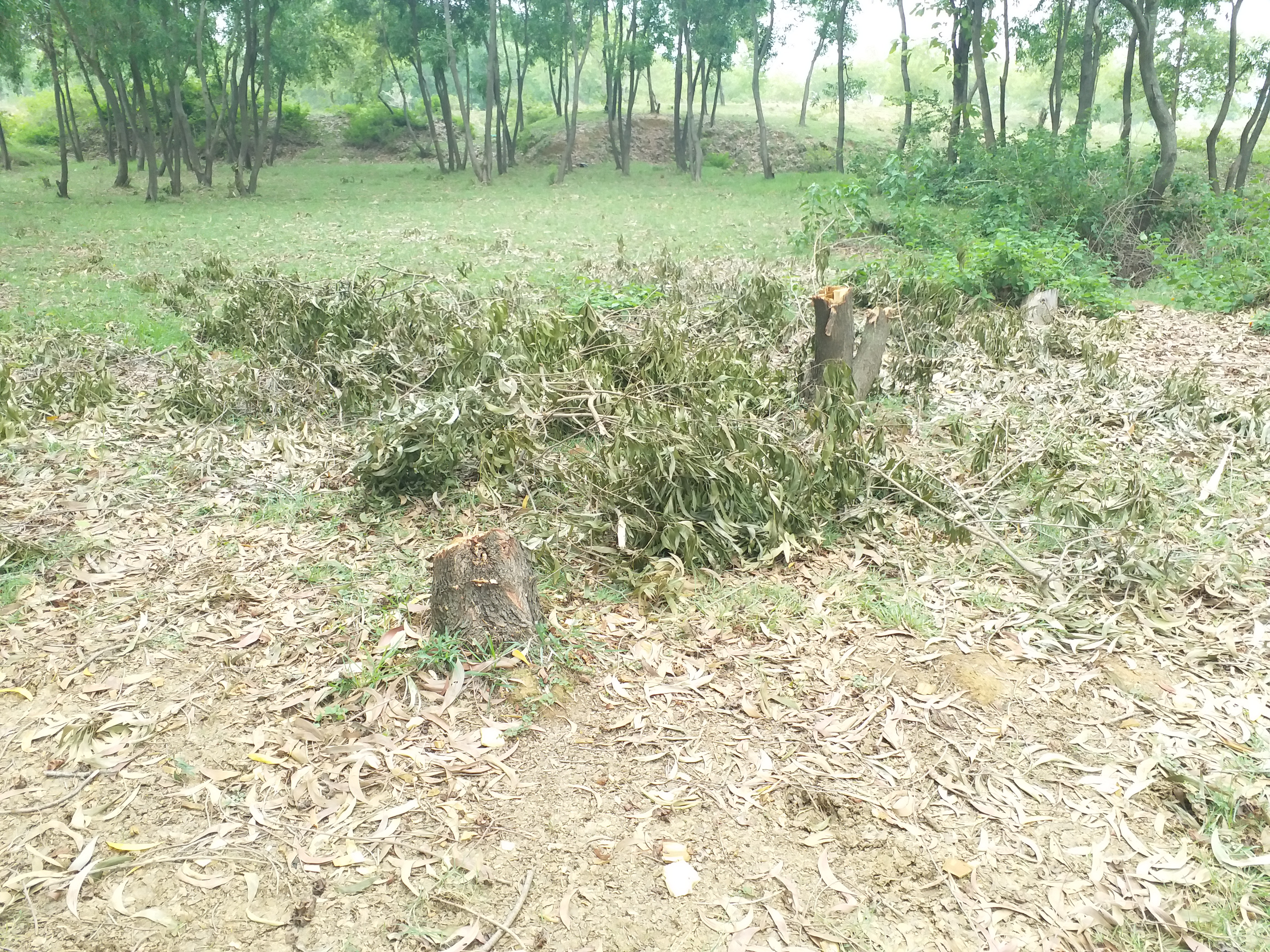 ramni forest in hazaribag