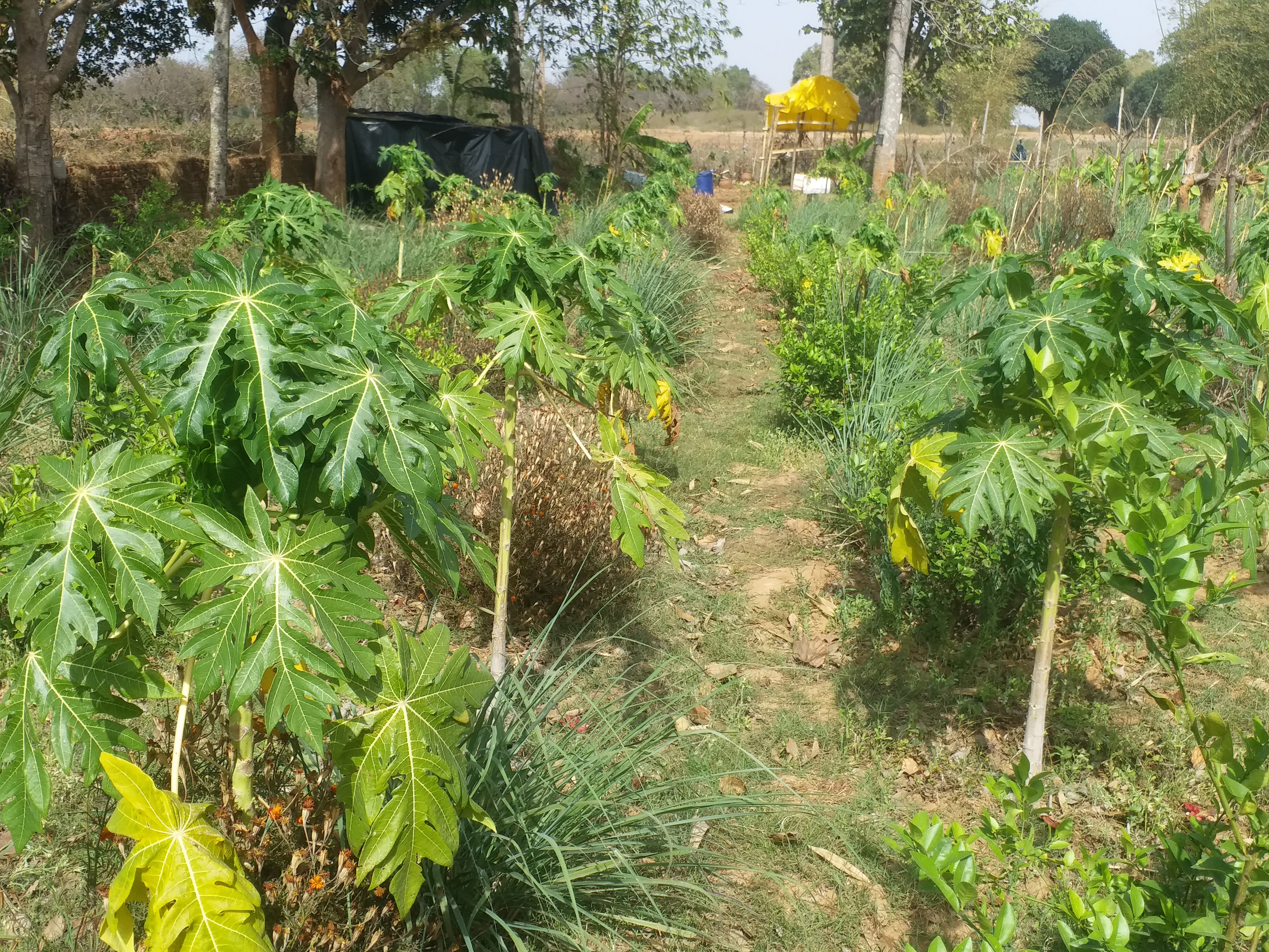 Teacher started multicrop farming in Hazaribag