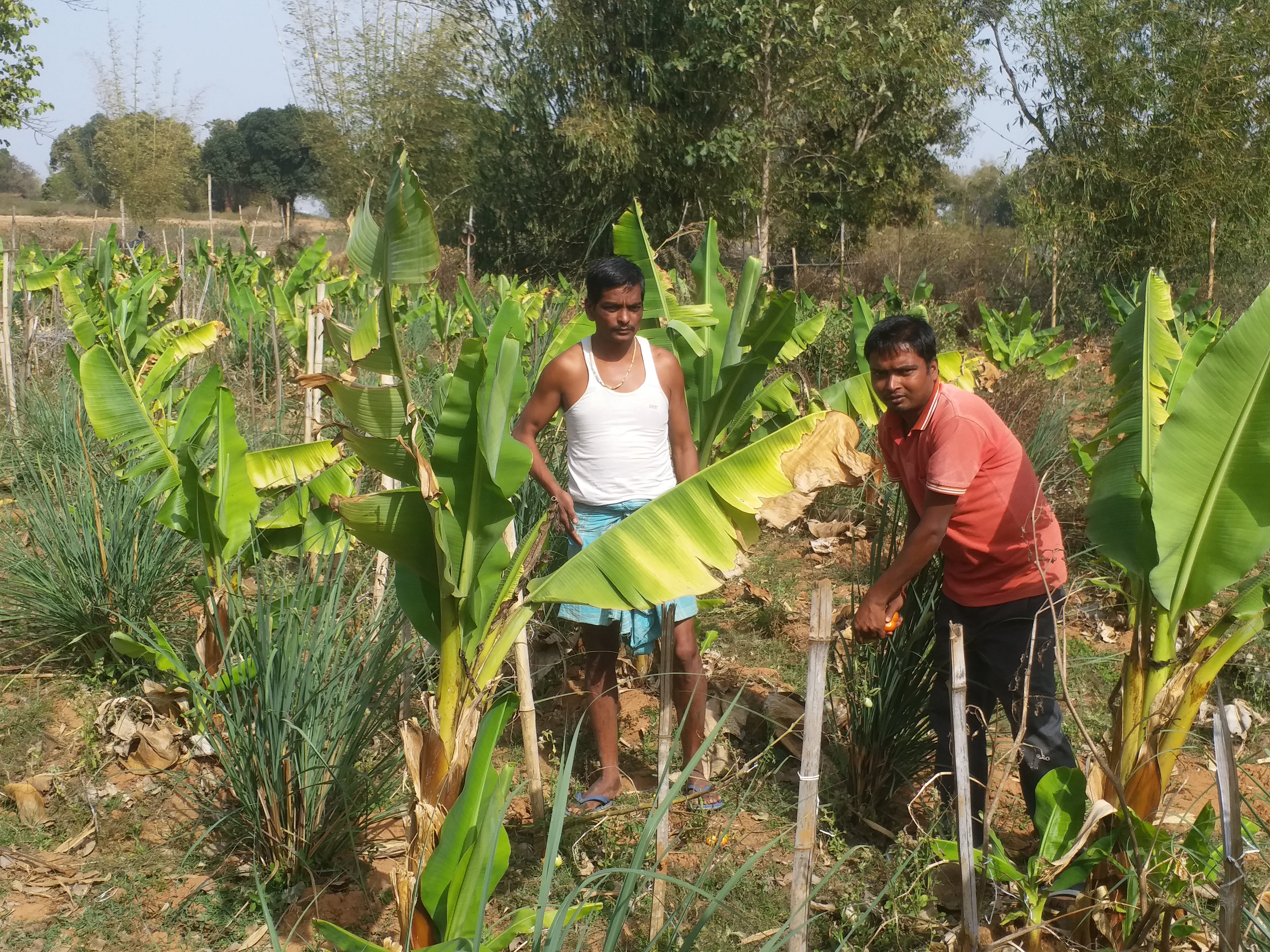 Teacher started multicrop farming in Hazaribag