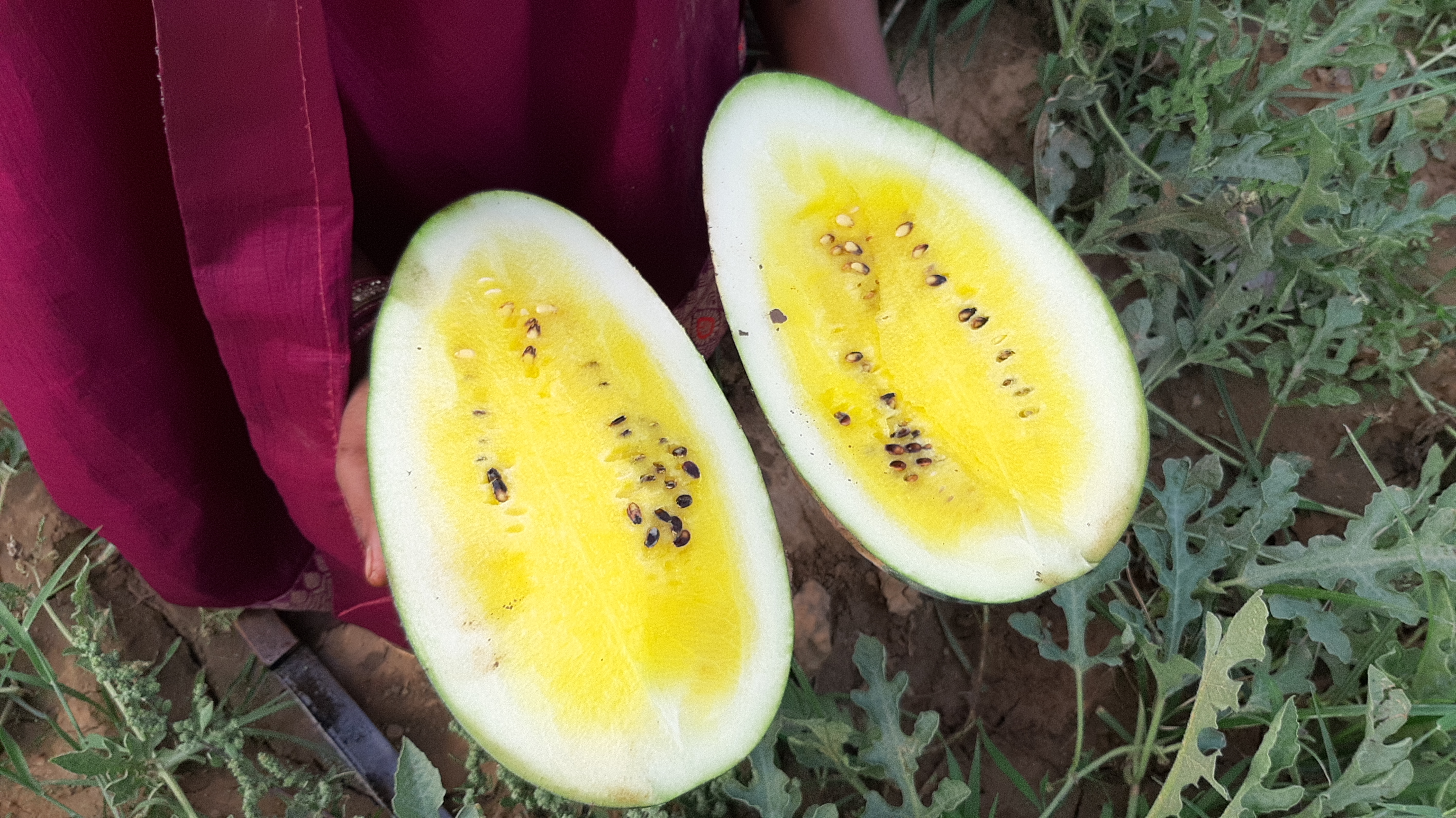 Taiwan yellow watermelon cultivation in Hazaribag