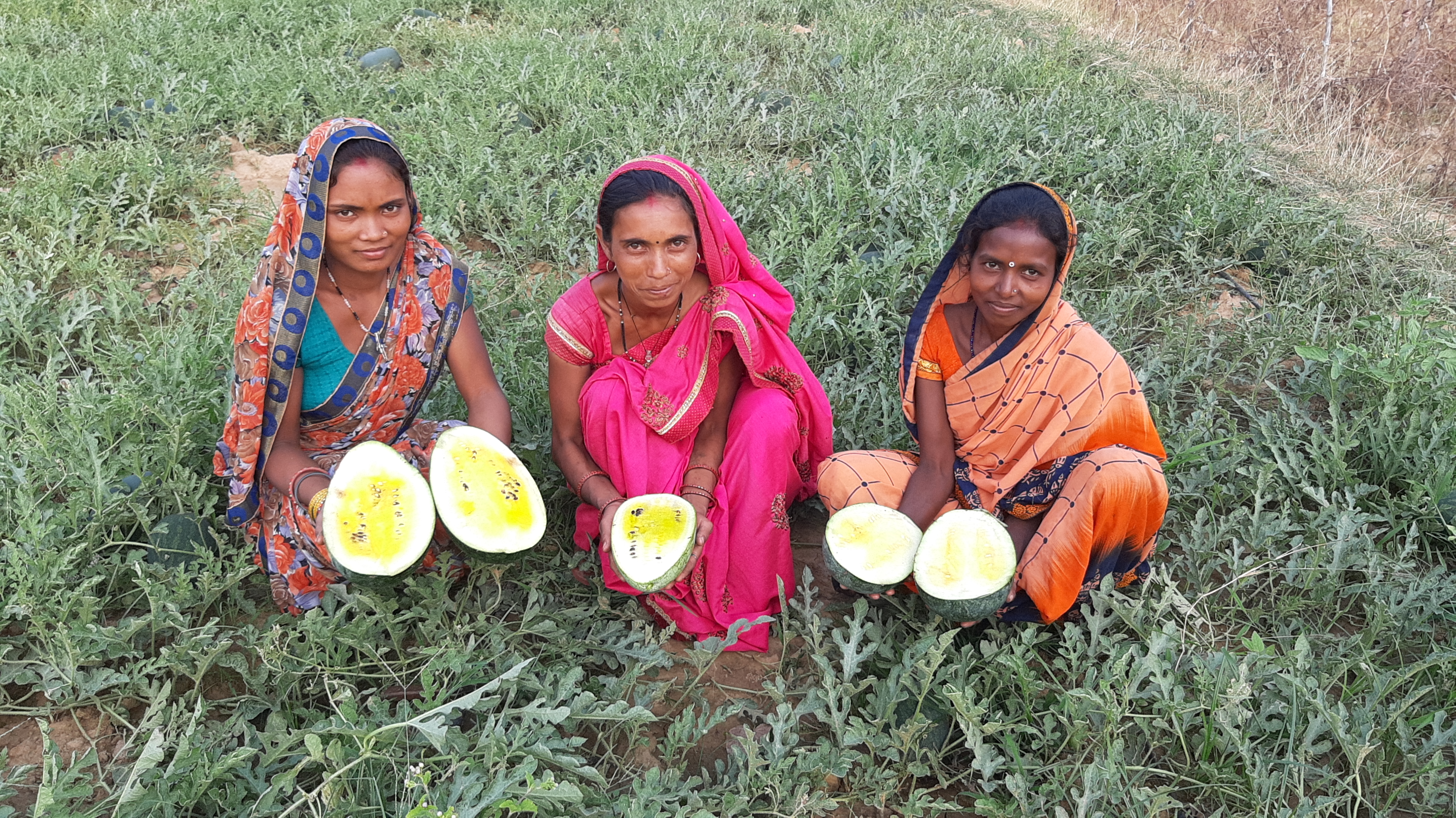 Taiwan yellow watermelon cultivation in Hazaribag