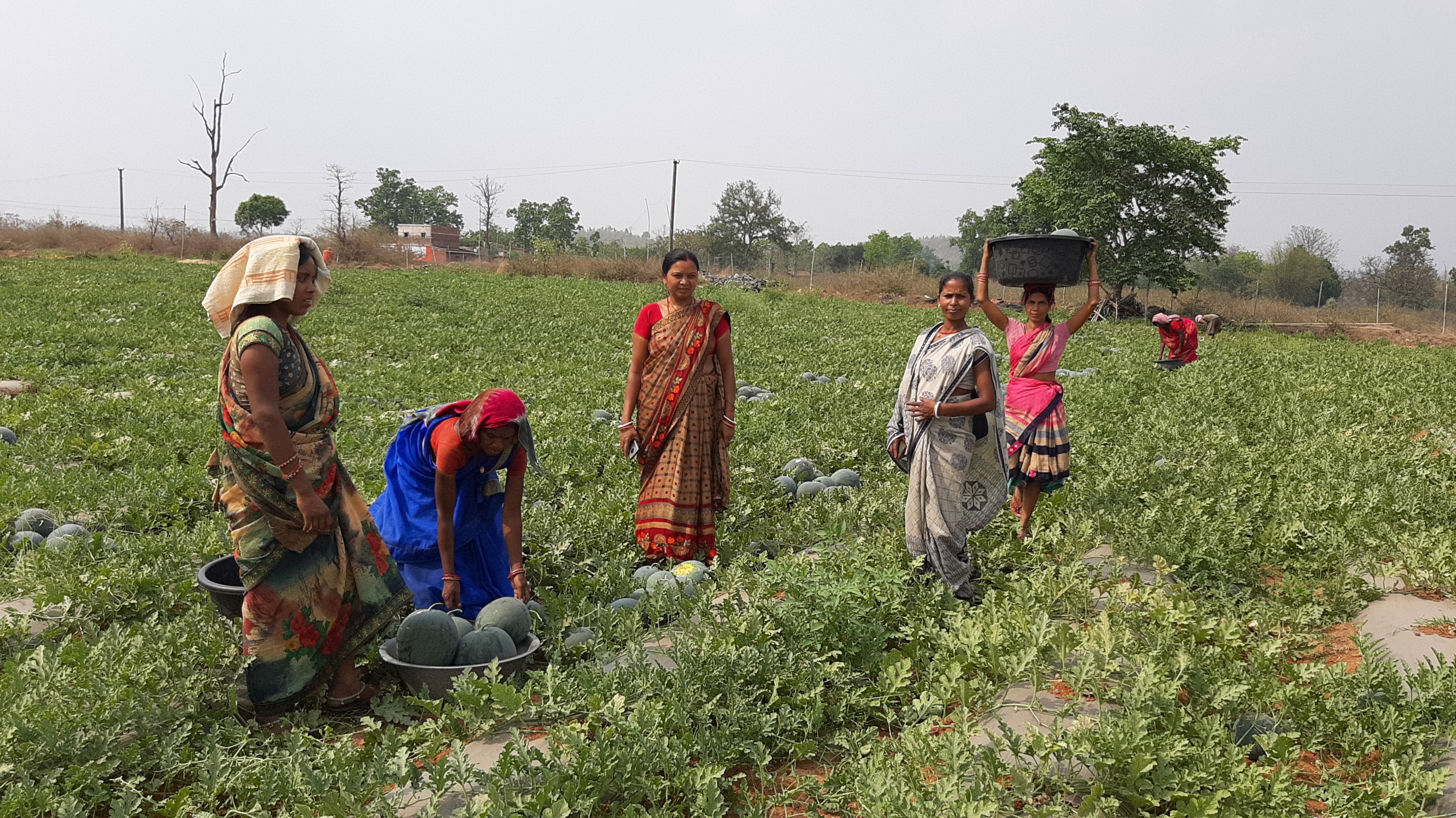 Watermelon cultivation in Hazaribagh