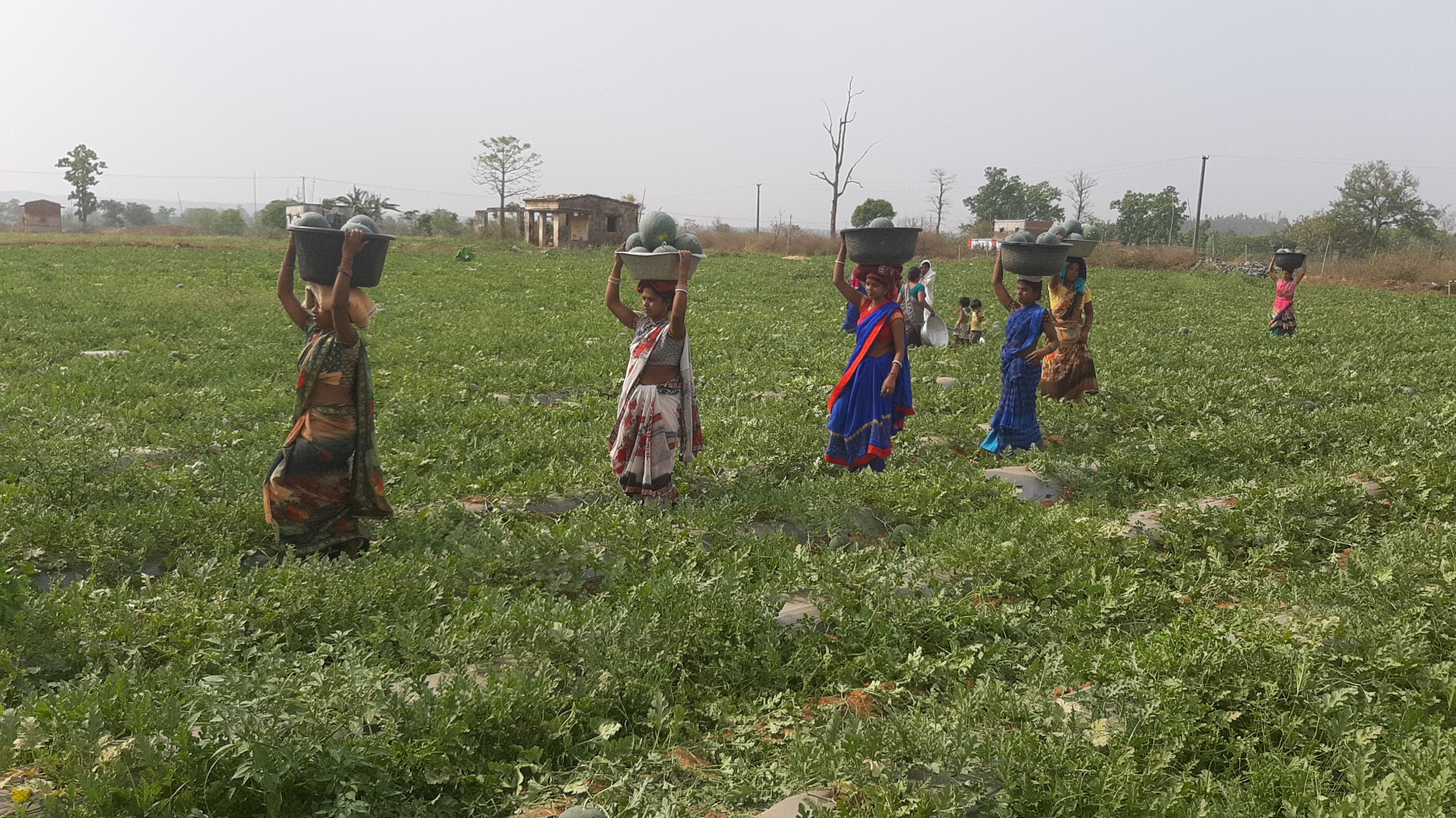 Watermelon cultivation in Hazaribagh