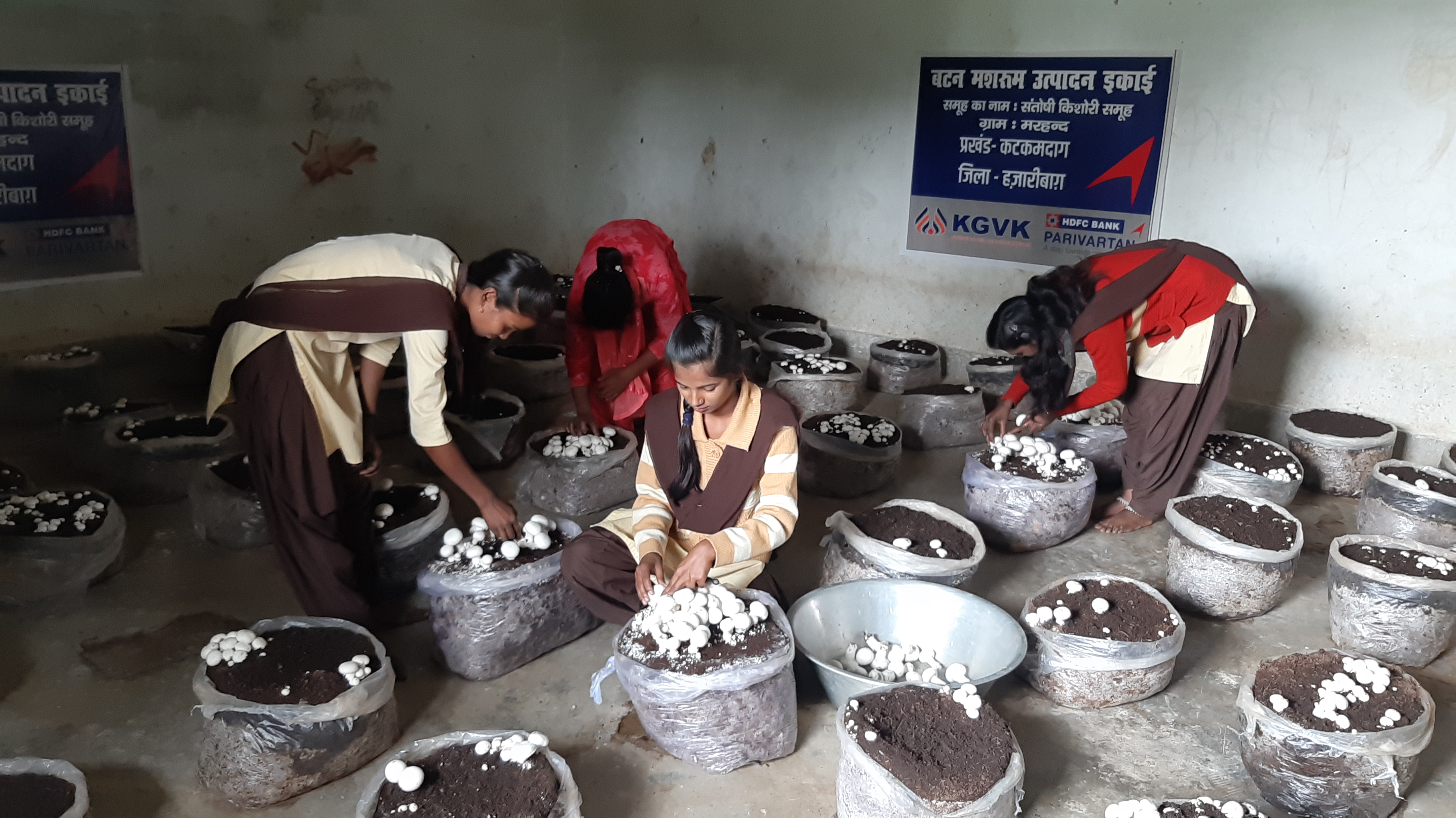 mushroom cultivation in Hazaribag girls earning money along with studies