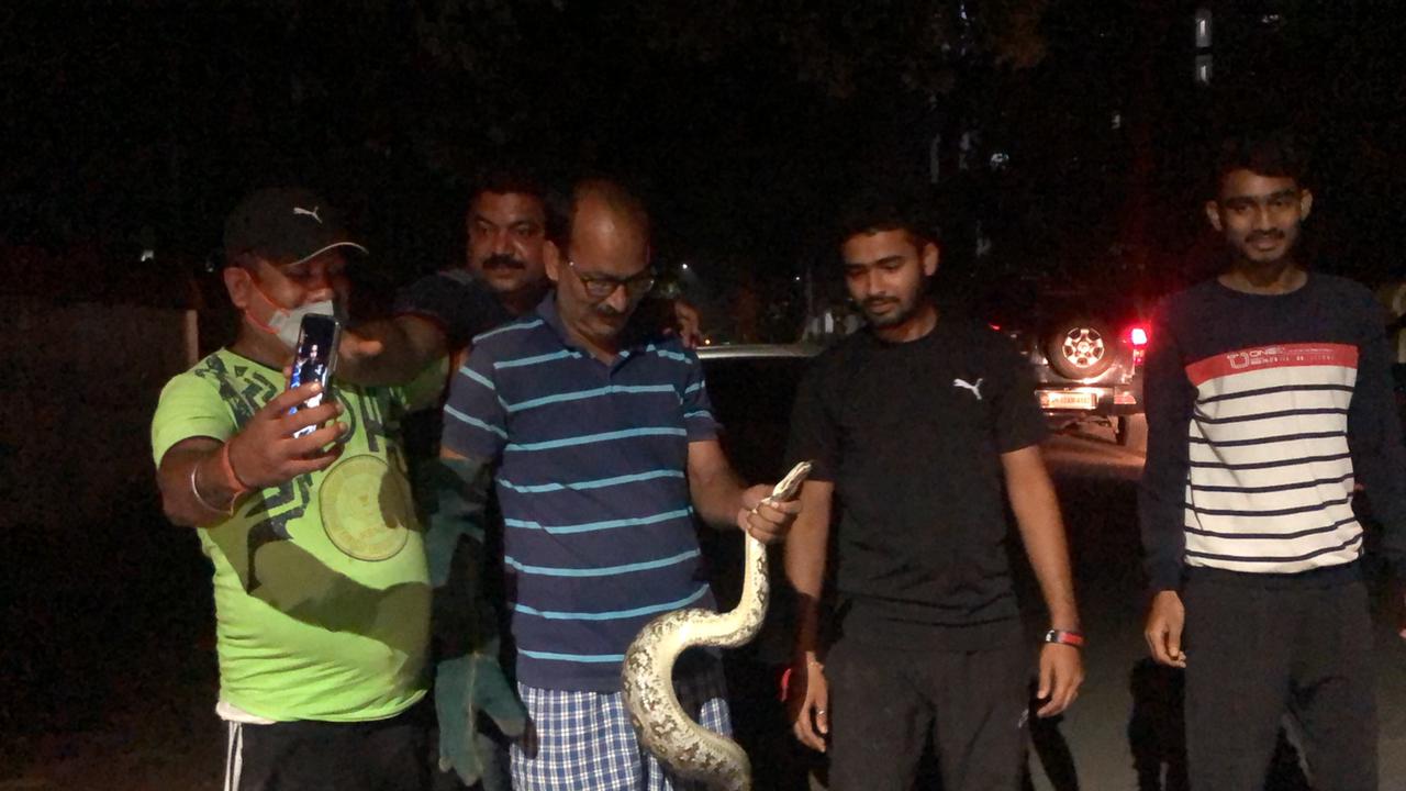 PythonIndian Rock Python in Hazaribag Rescue Live