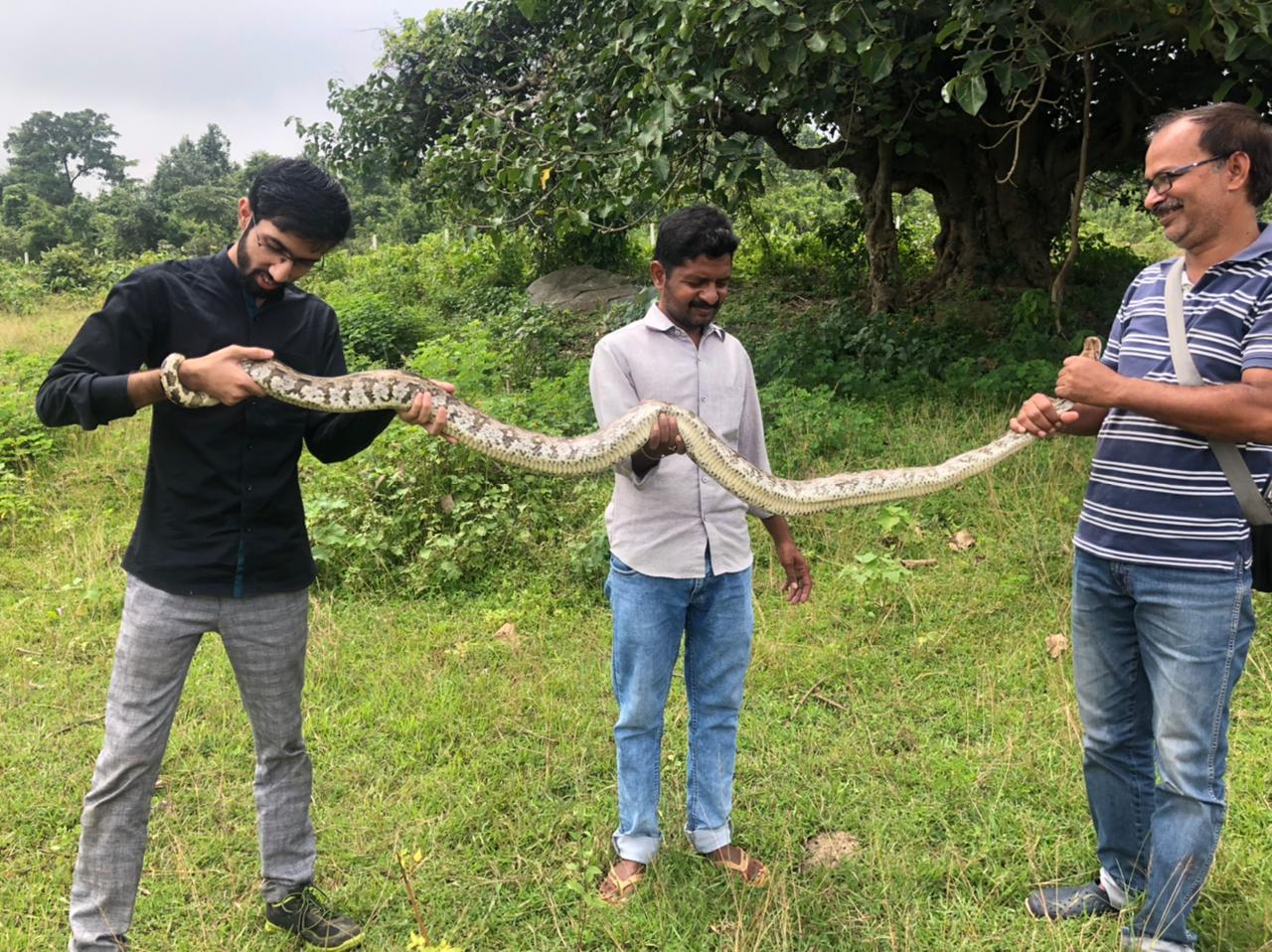 PIndian Rock Python in Hazaribagython Rescue Live