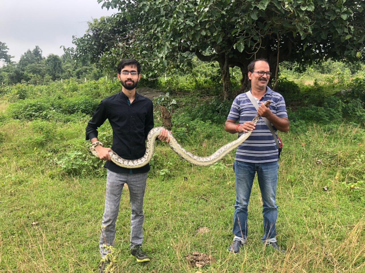 PytIndian Rock Python in Hazaribaghon Rescue Live