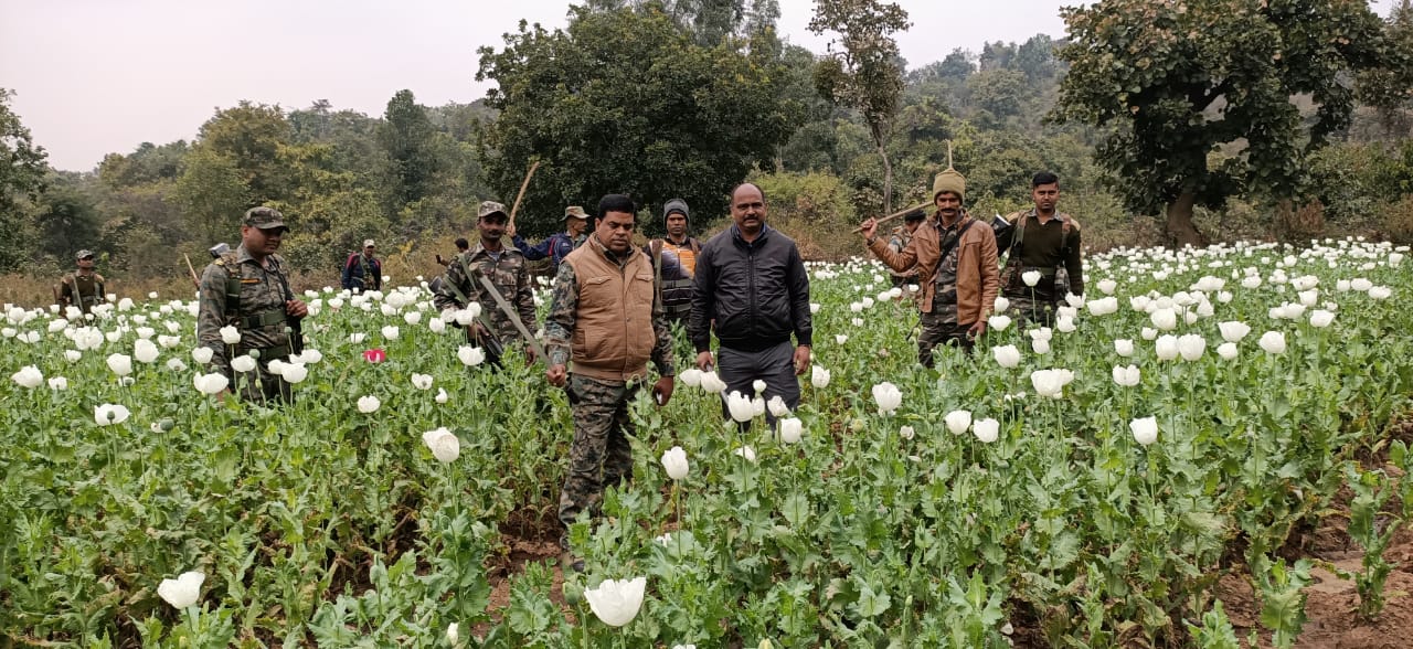 Police destroyed poppy crop in Hazaribagh