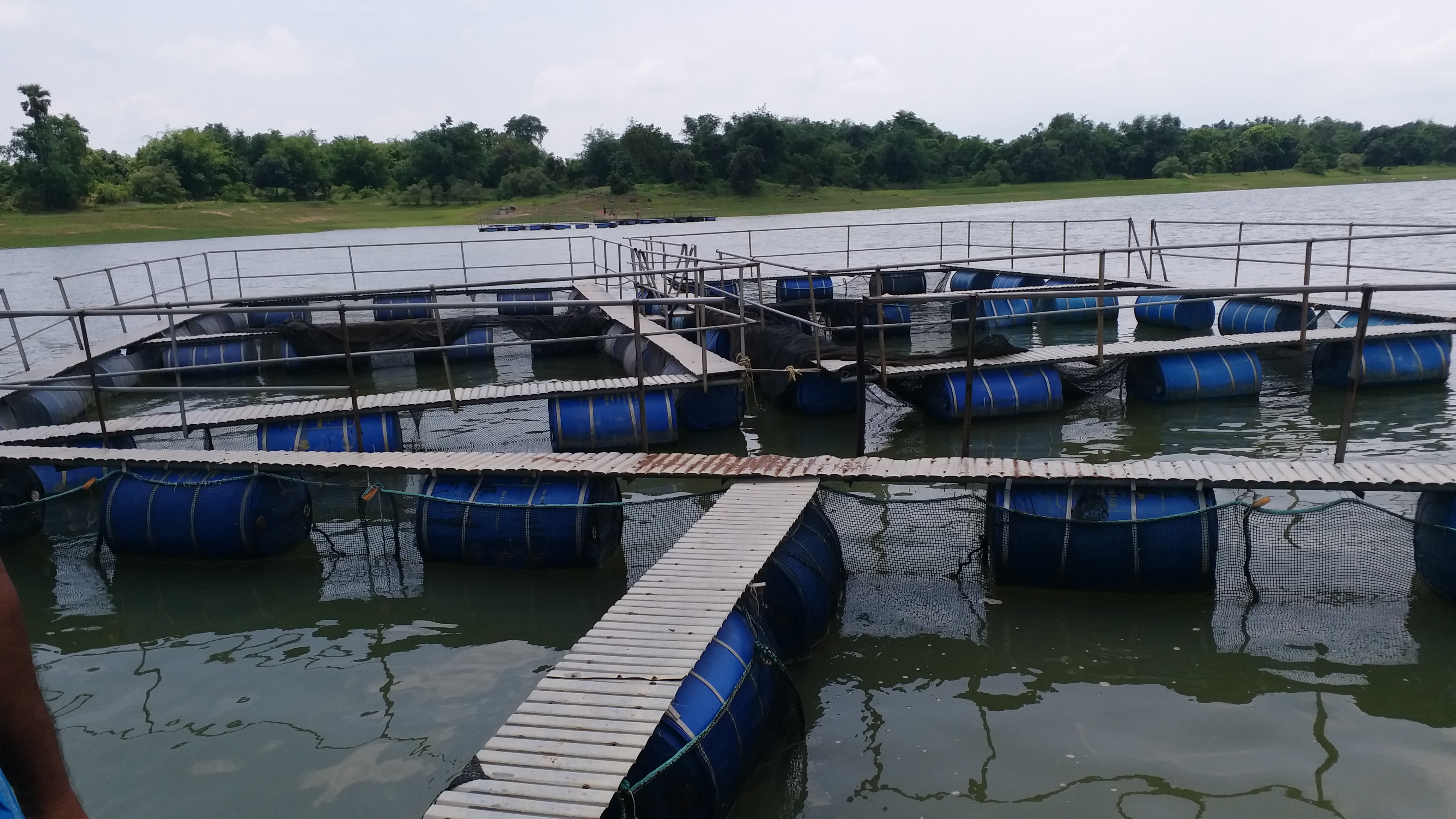 Fish farmers are not getting government facilities in Jamtara
