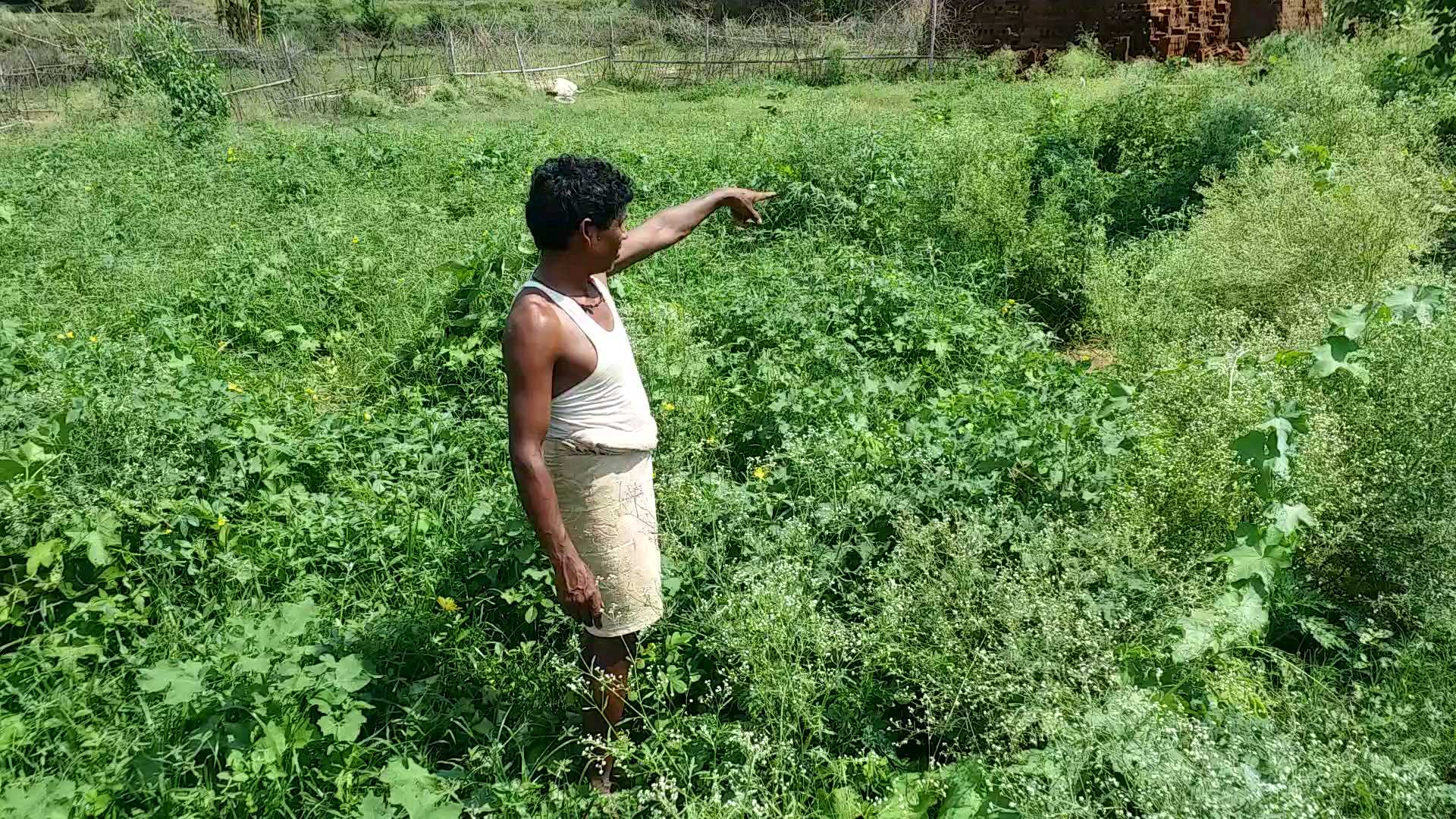 yaas-cyclone-effect-on-crops-in-latehar