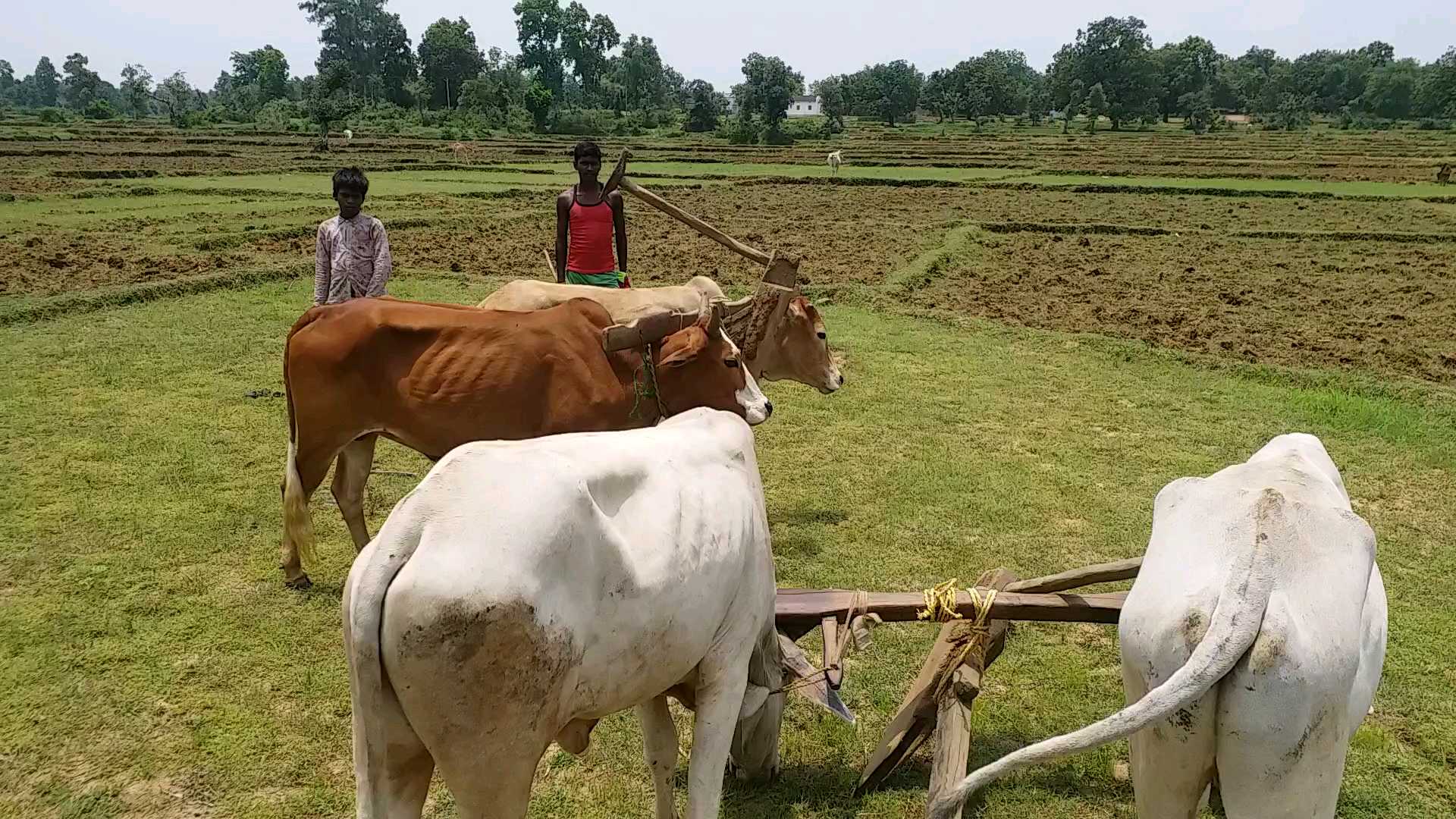 indicating signs of drought in latehar,