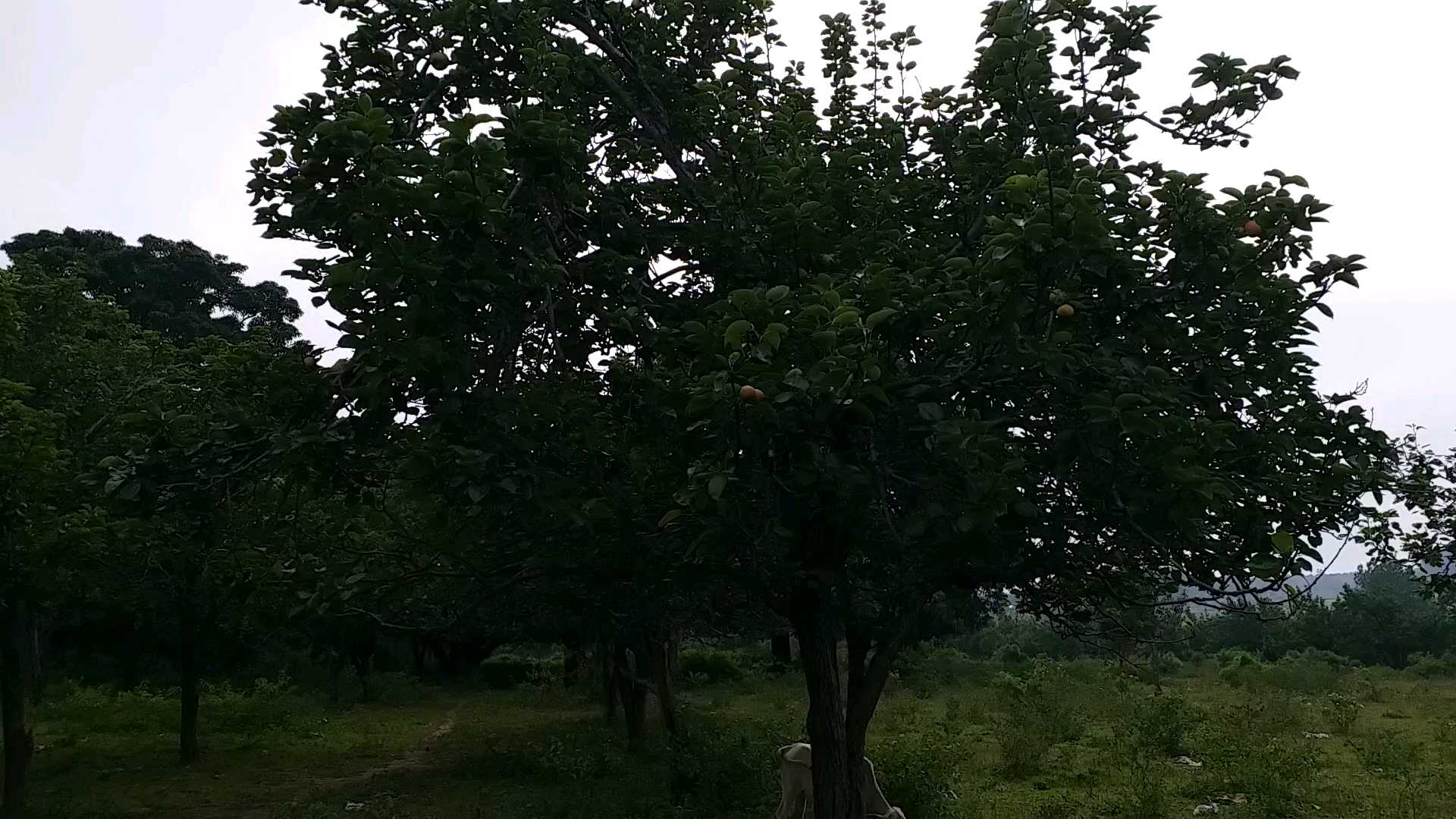 Pear cultivation at Netarhat in Latehar