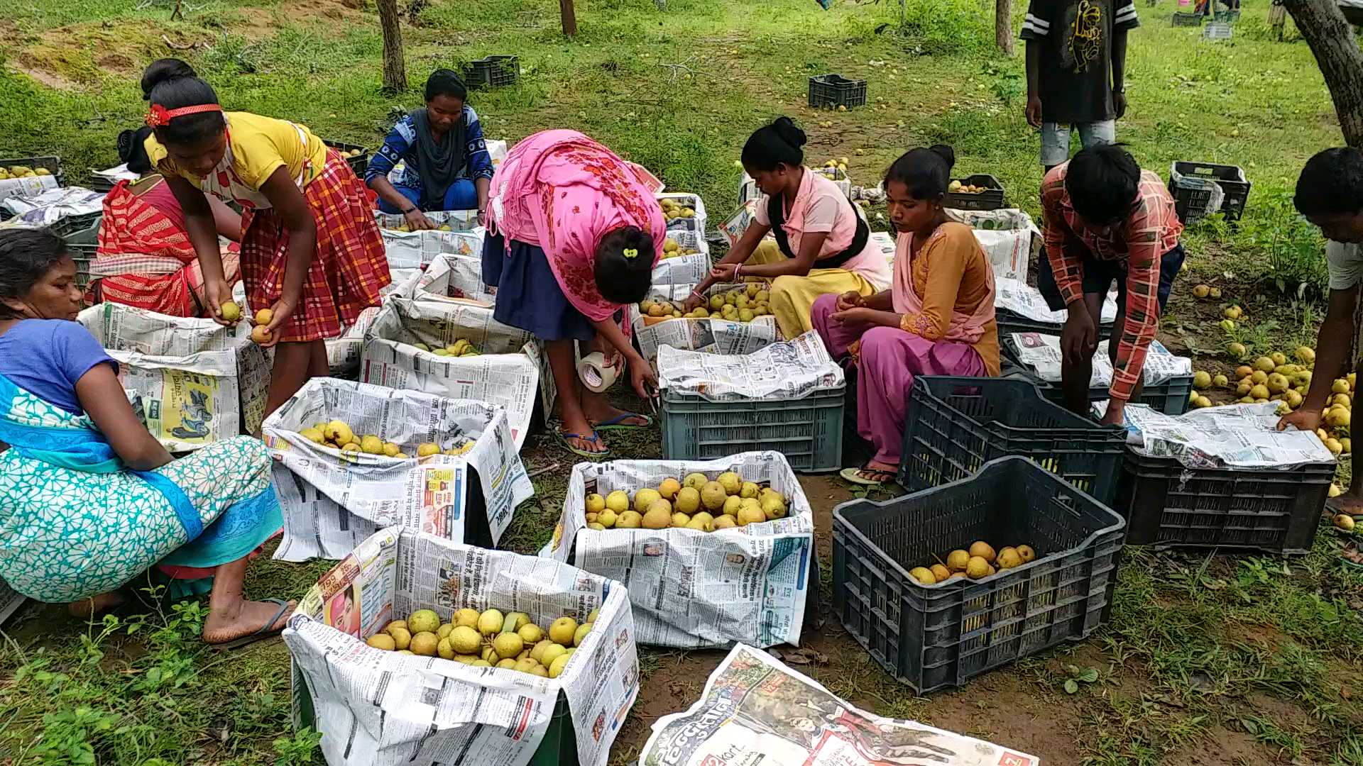 Pear cultivation at Netarhat in Latehar