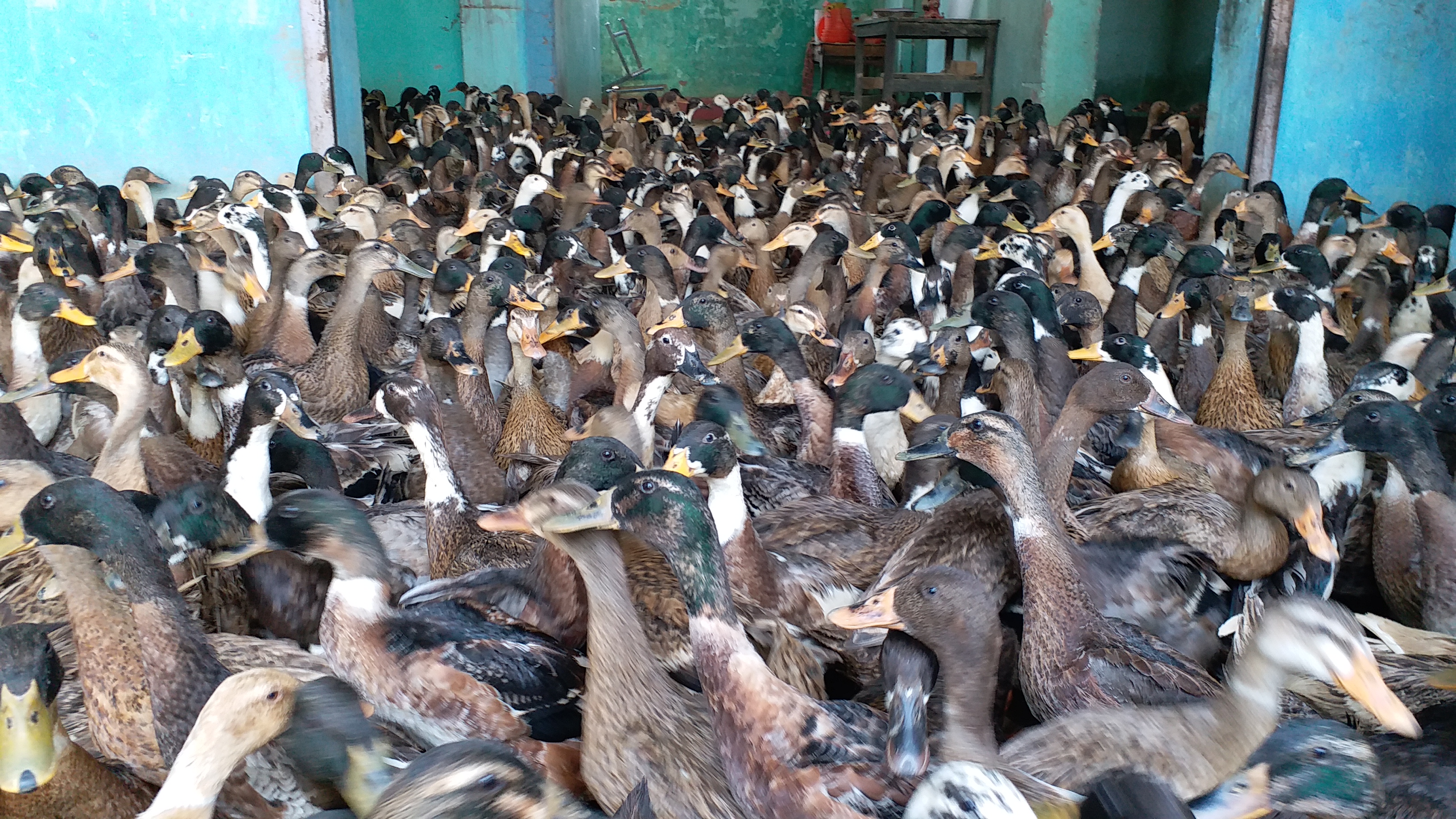 duck farming in lohardaga