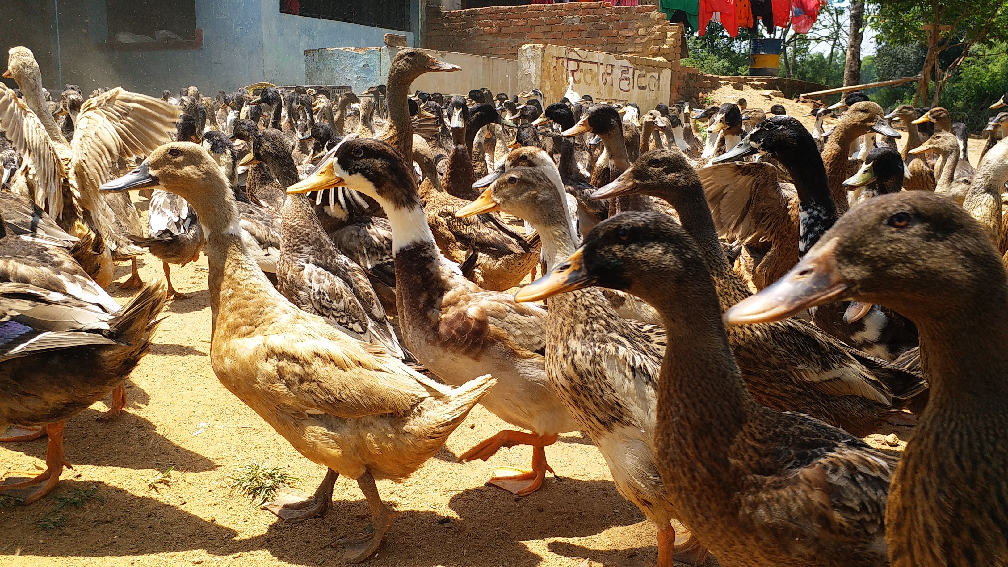 duck farming in lohardaga