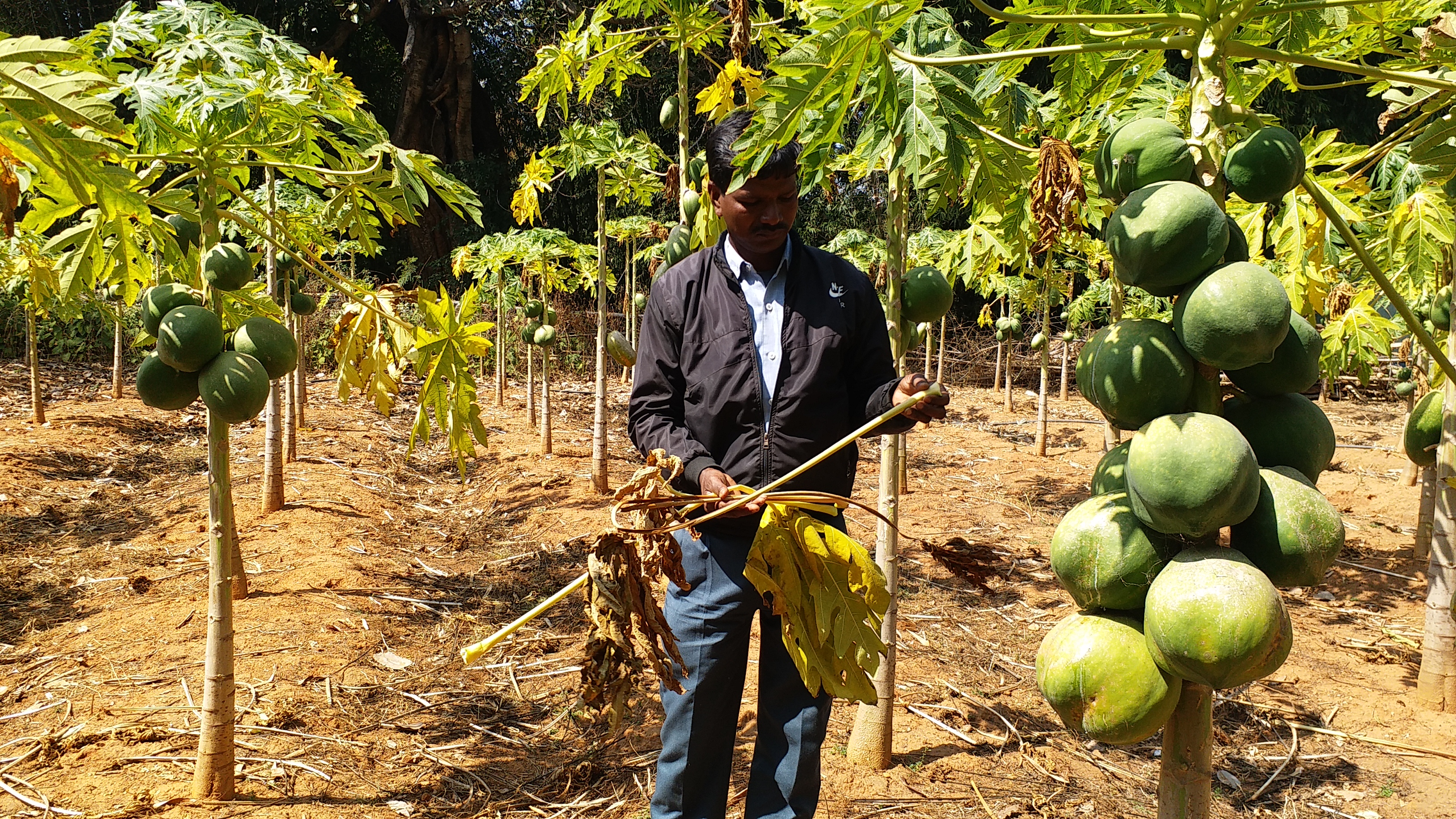 Farming of Red Lady Papaya in Senha Block of Lohardaga