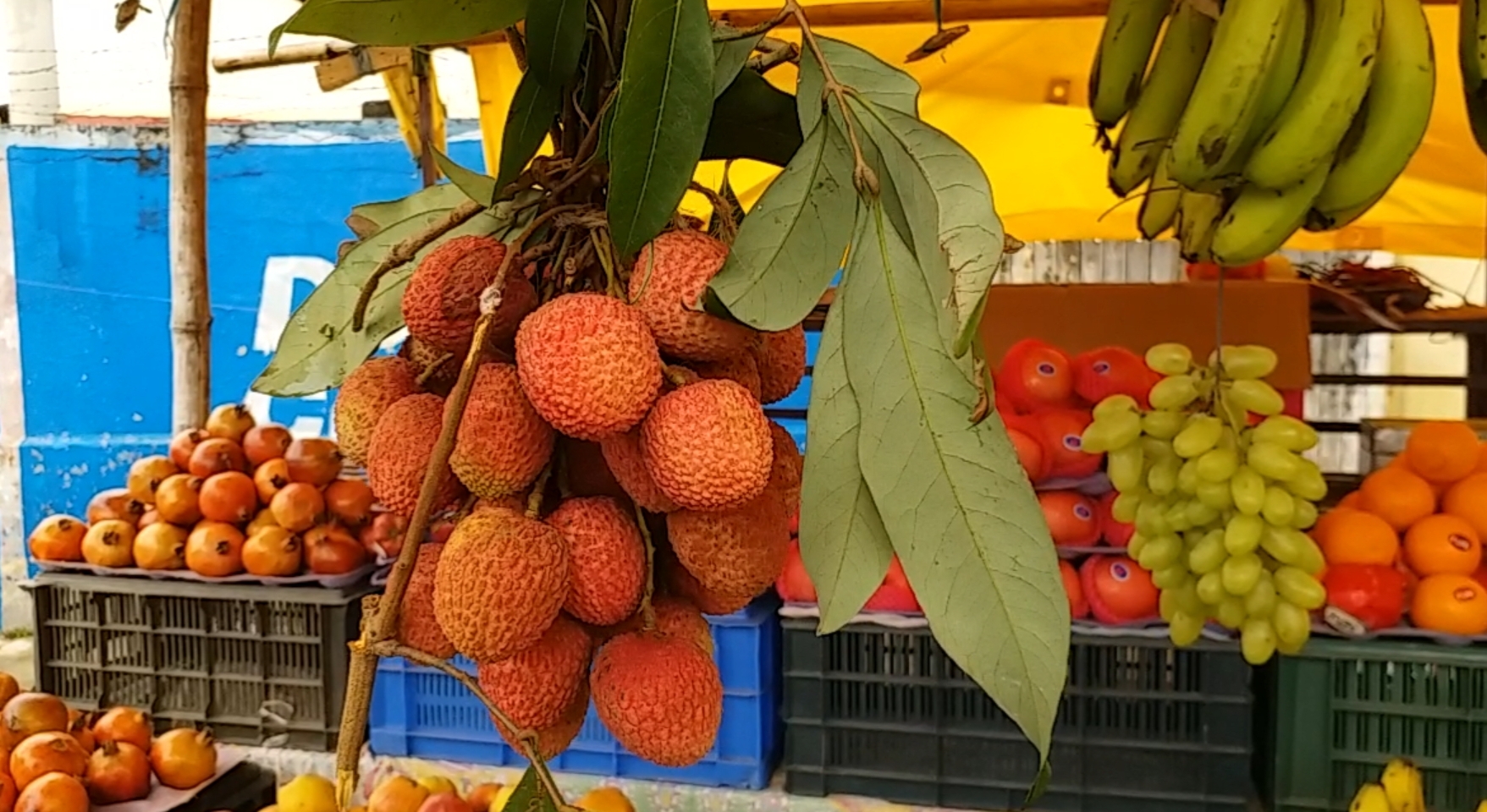 Farmers get benefits from farming of lichi in lohardaga