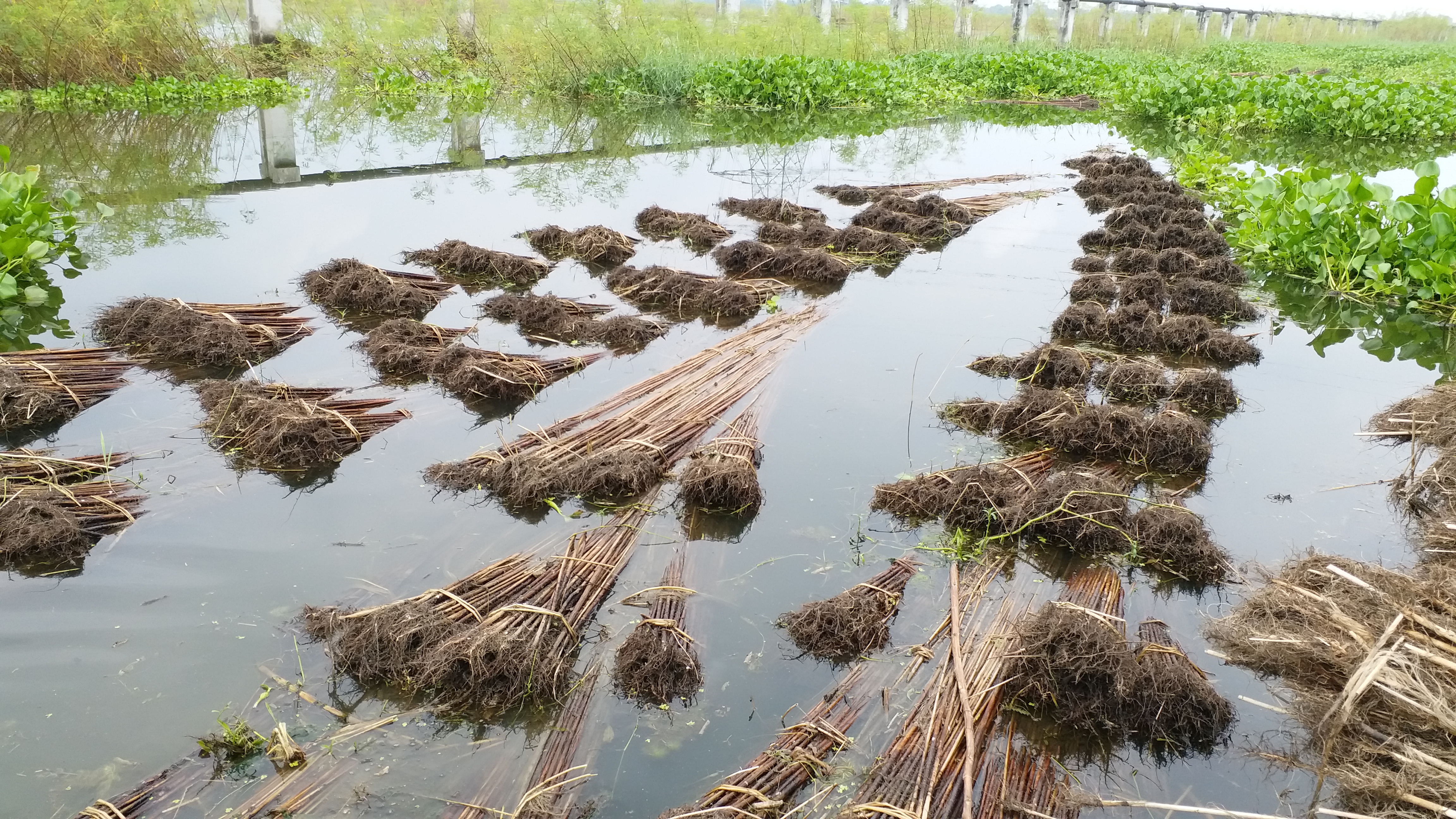 jute farmers pathetic condition in pakur, पाकुड़ में पटसन की खेती करने वाले किसानों का पस्त पड़ा हौसला