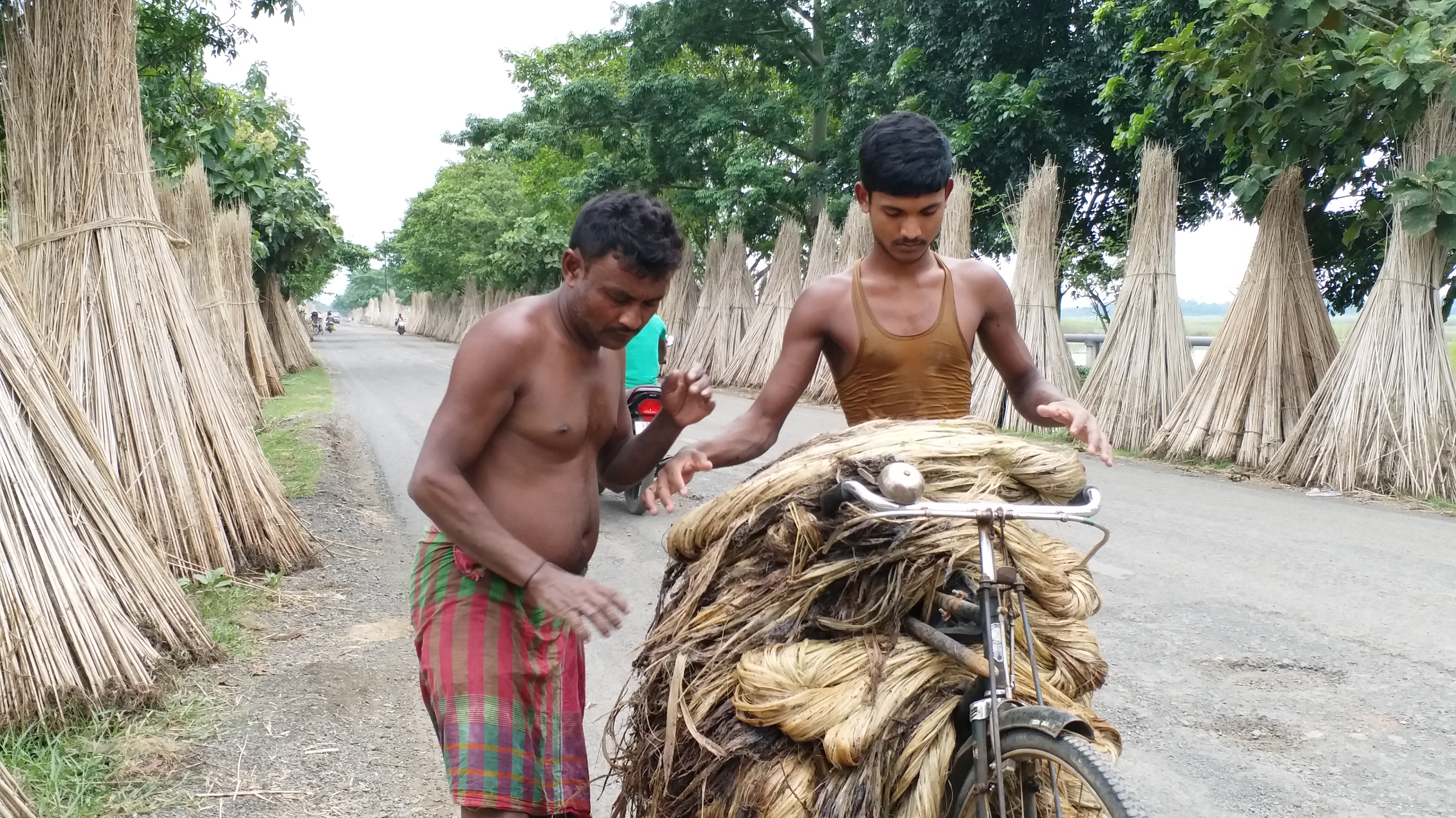 jute farmers pathetic condition in pakur, पाकुड़ में पटसन की खेती करने वाले किसानों का पस्त पड़ा हौसला