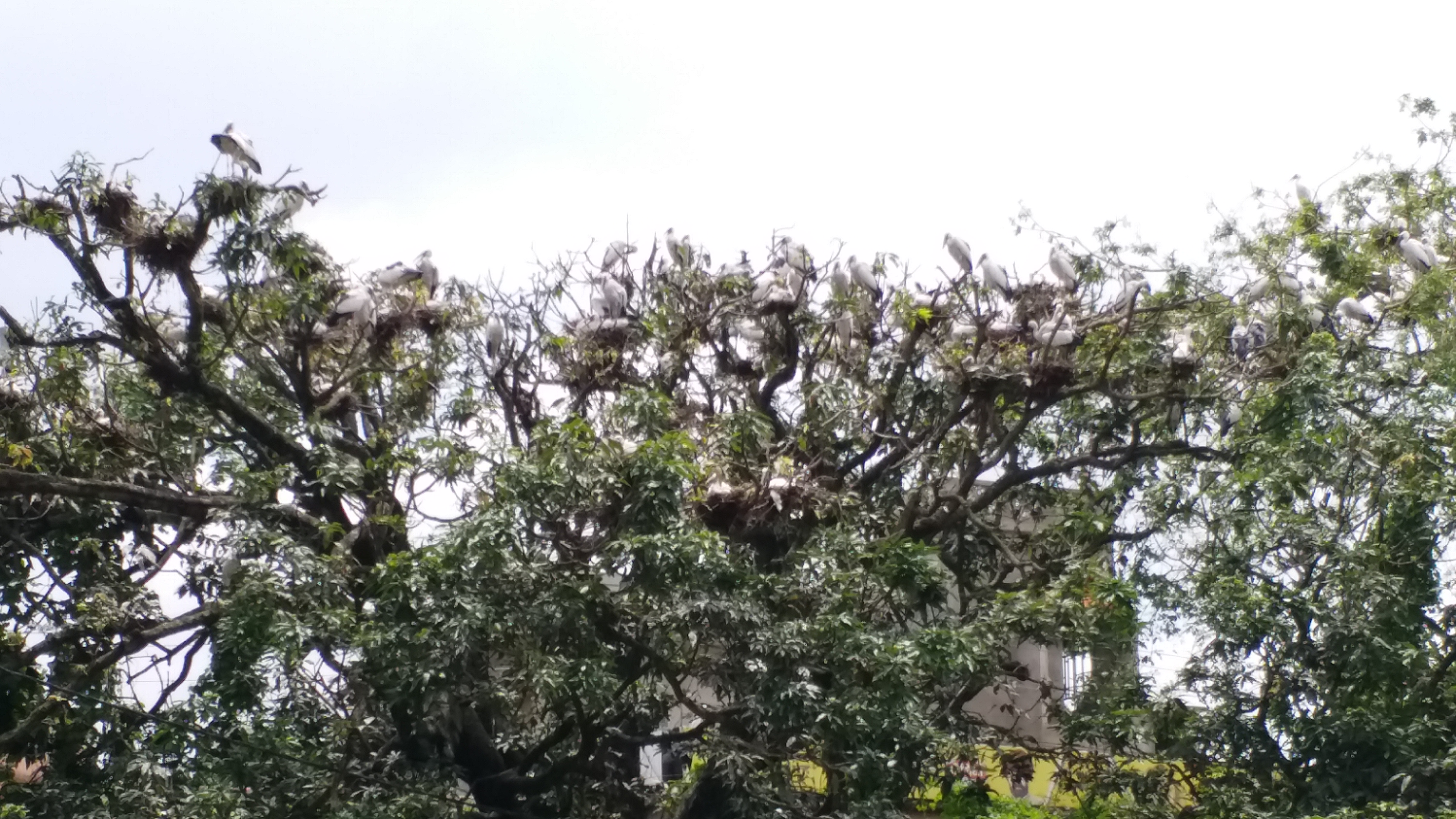 Siberian birds sheltered at Hiranpur police station campus in Pakur