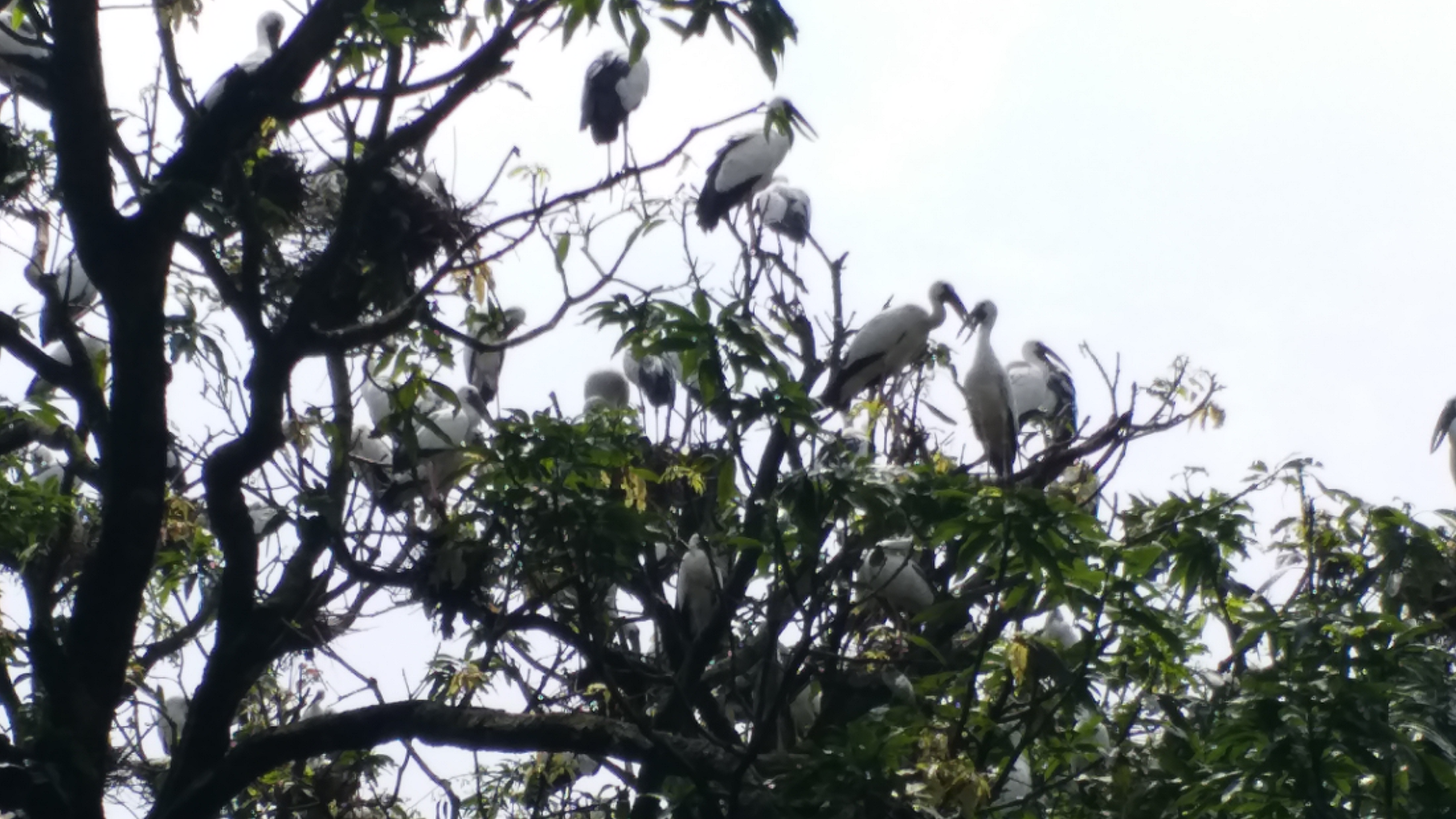 Siberian birds sheltered at Hiranpur police station campus in Pakur