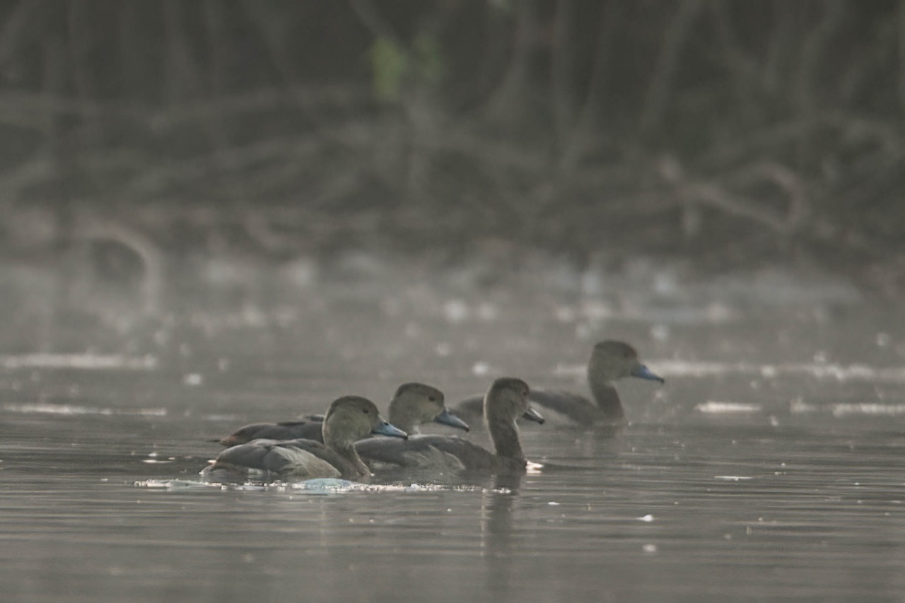 siberian birds in Palamu Tiger Reserve