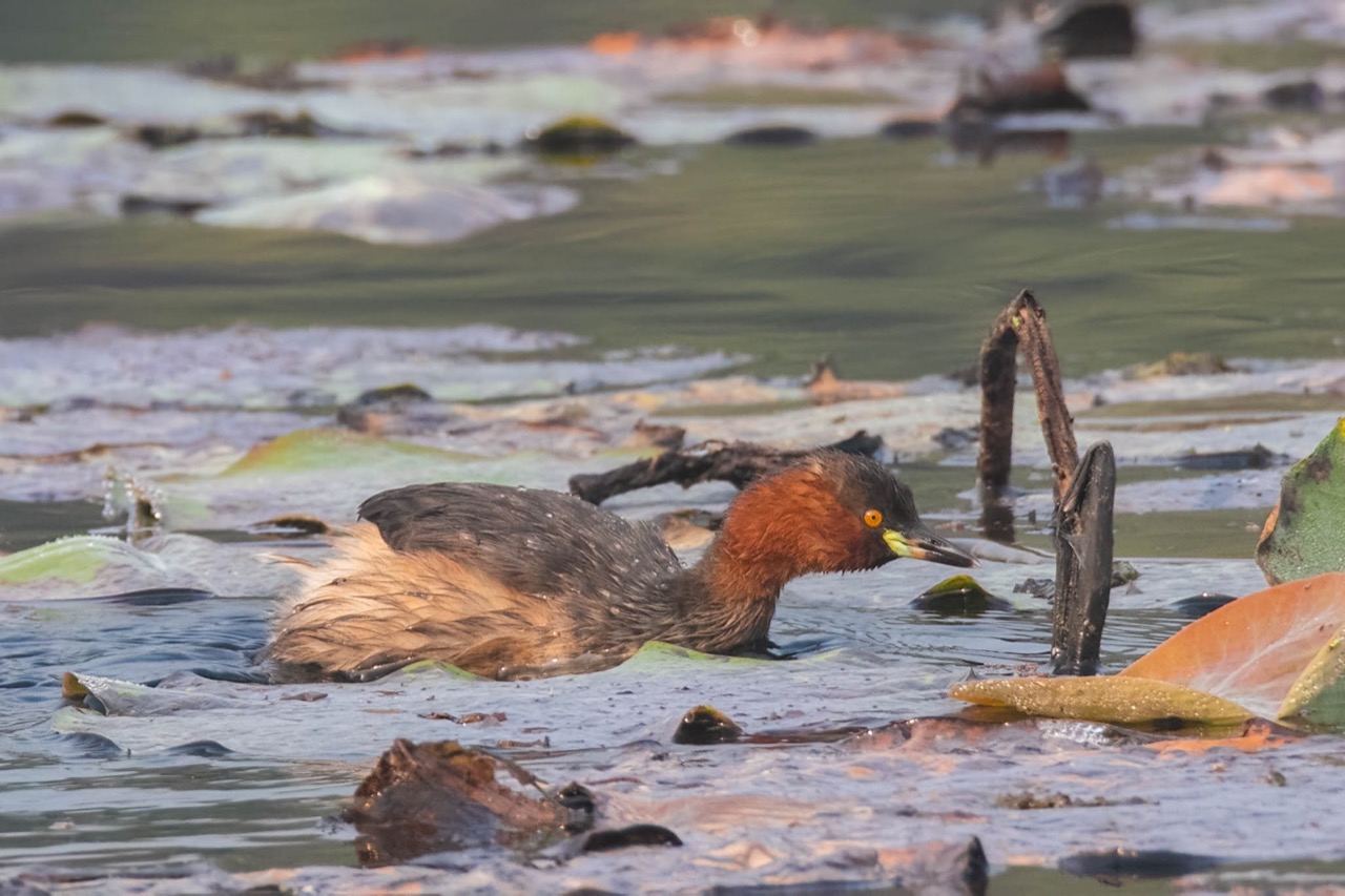 siberian birds in Palamu Tiger Reserve