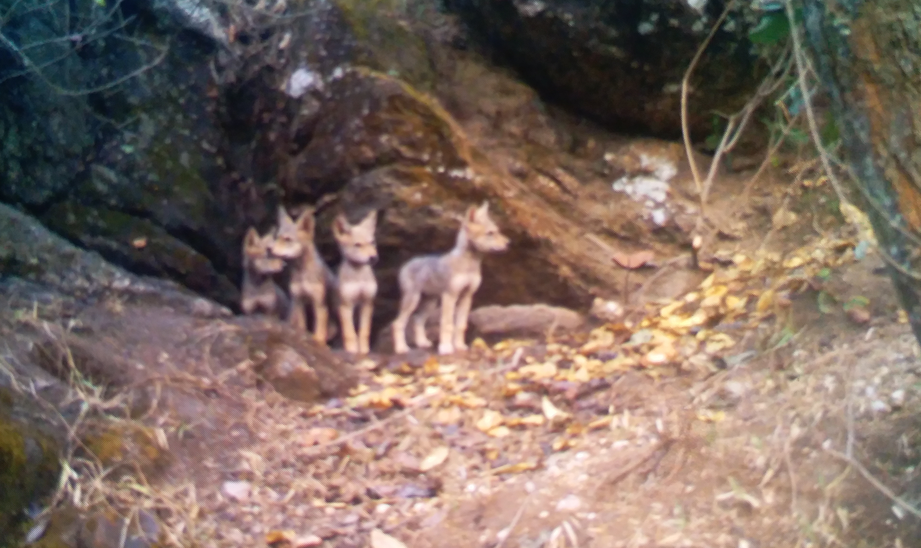 Leopard trap in Palamu Tiger Reserve