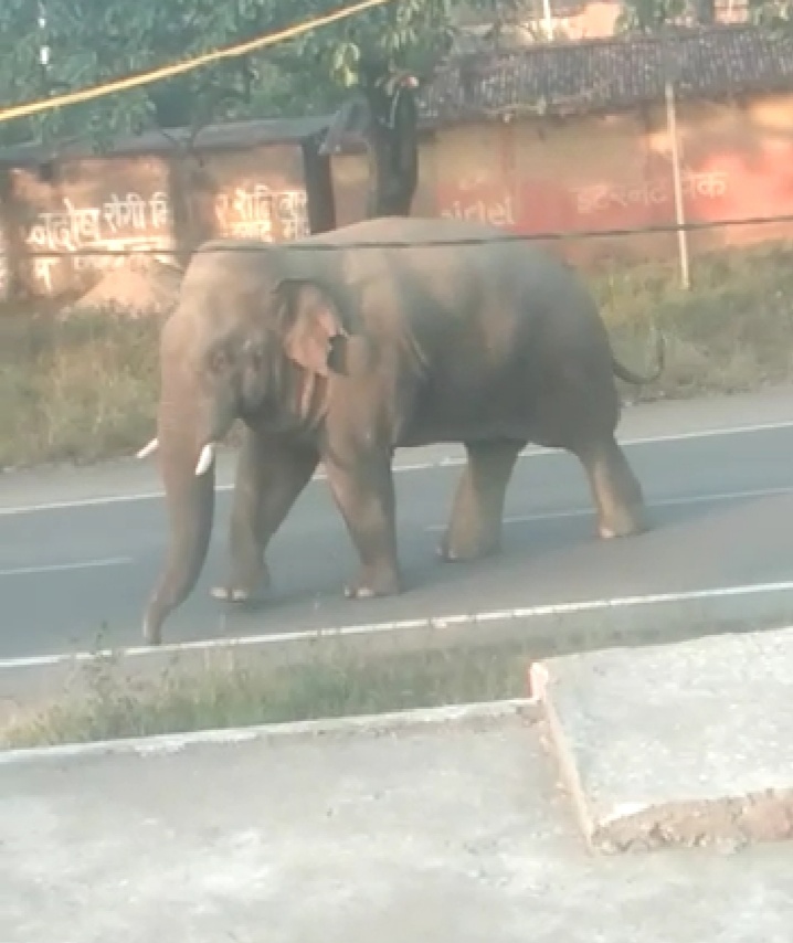 elephant in Ramgarh crushed young man