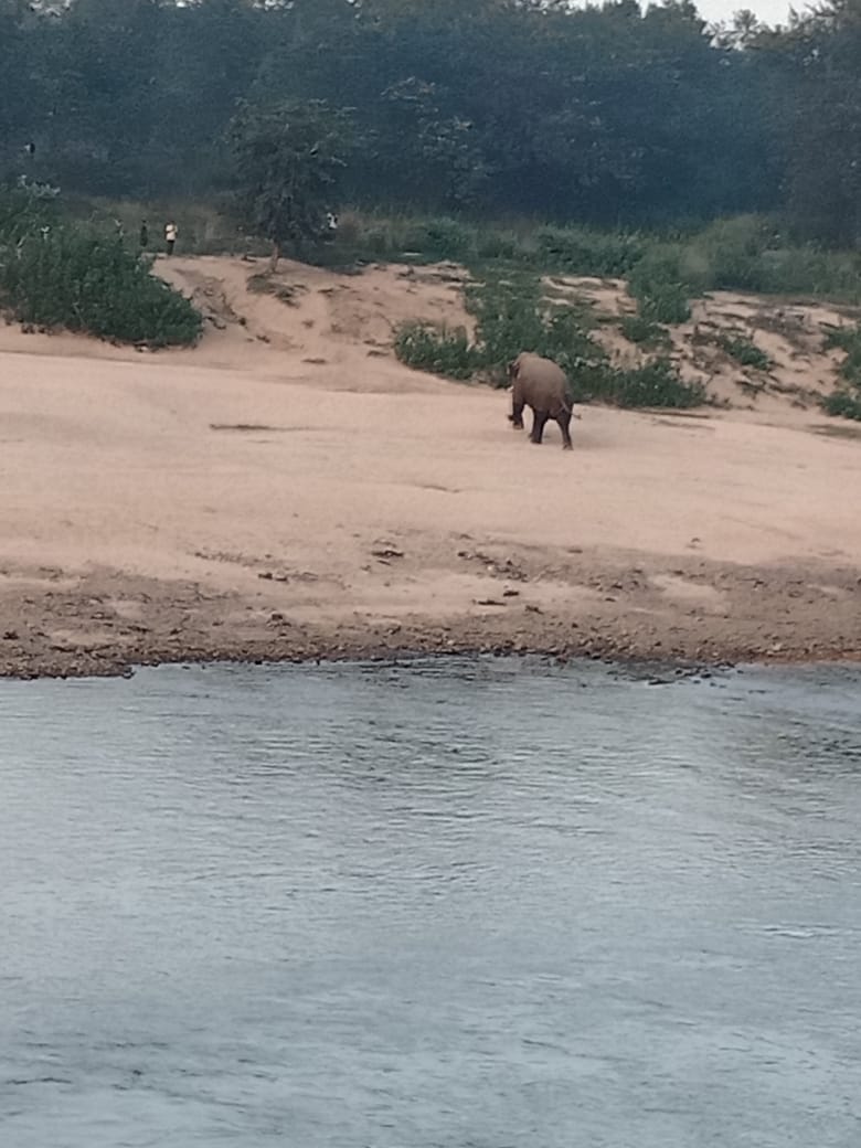 elephant in Ramgarh crushed young man