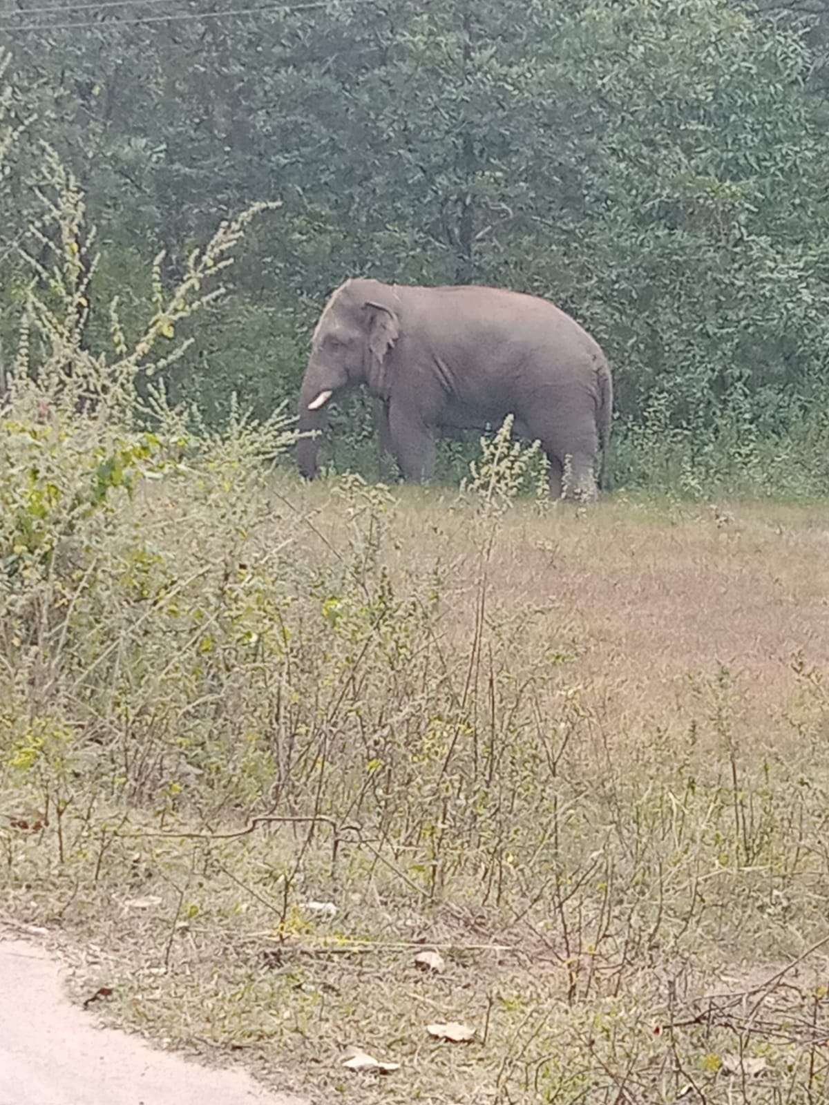 elephant in Ramgarh crushed young man