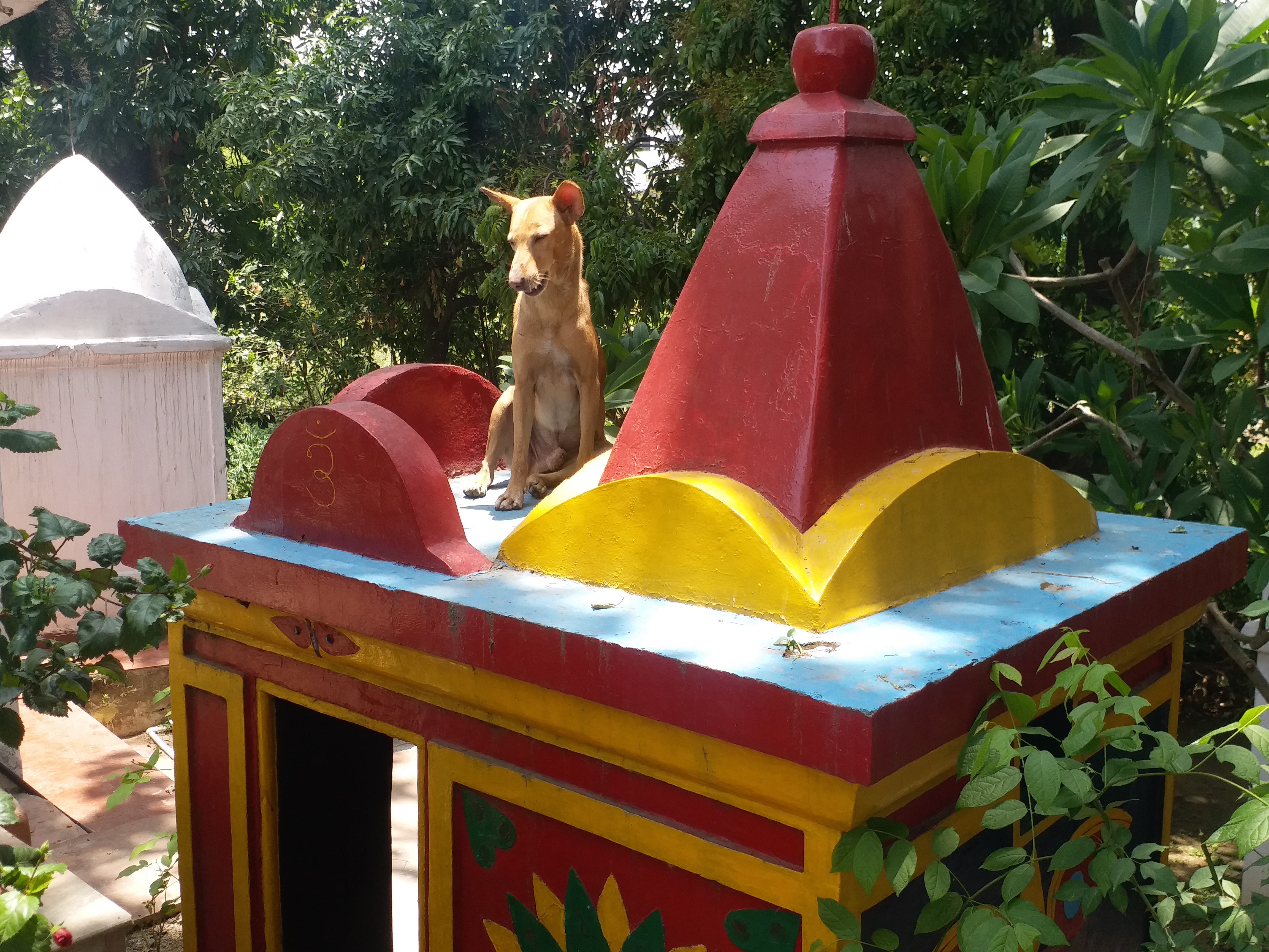 Animals also allowed to worship in Pagla Baba temple in Ranchi