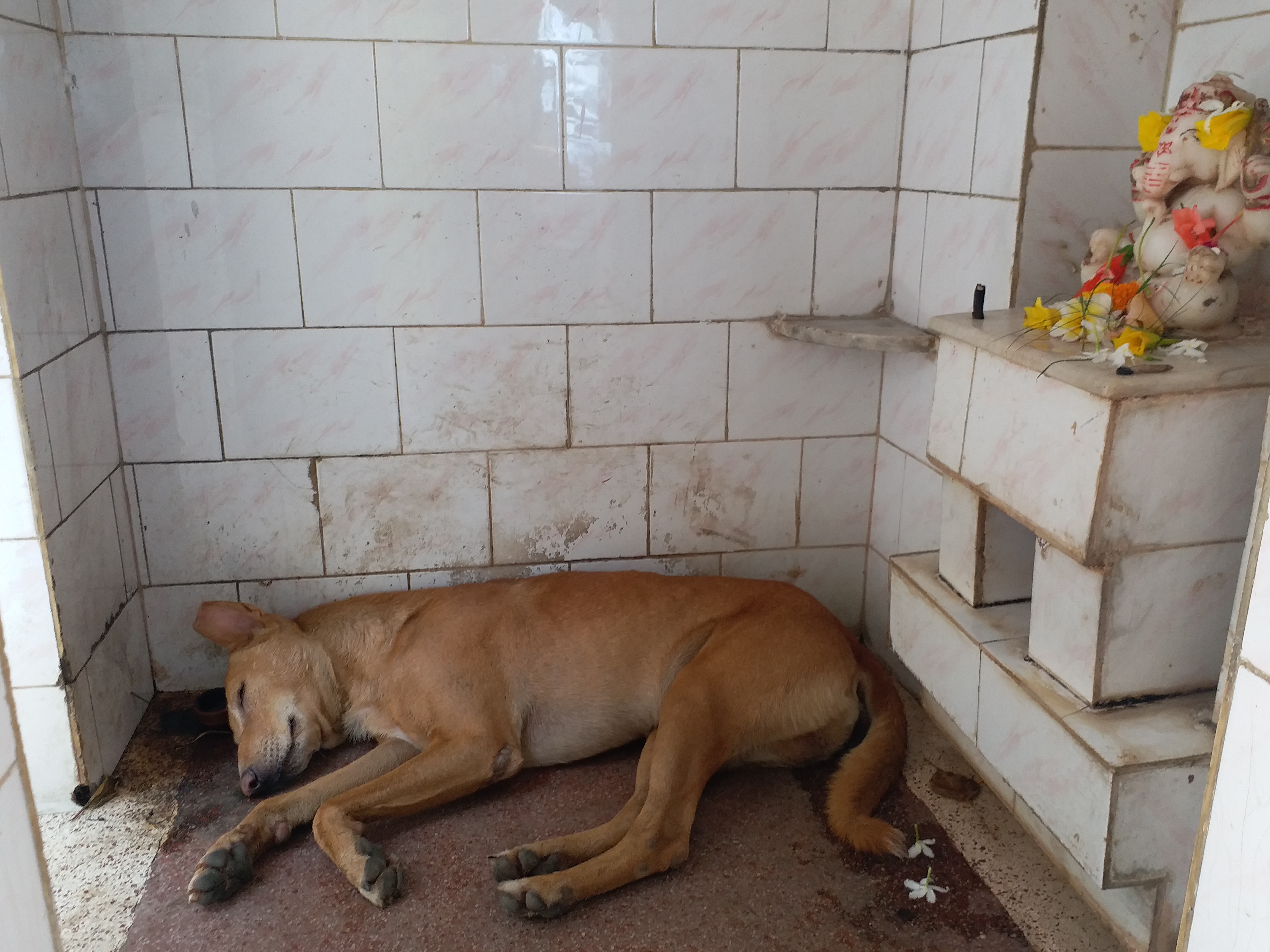 Animals also allowed to worship in Pagla Baba temple in Ranchi