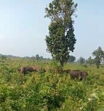 two people four cattle died in thunderclap in Jharkhand
