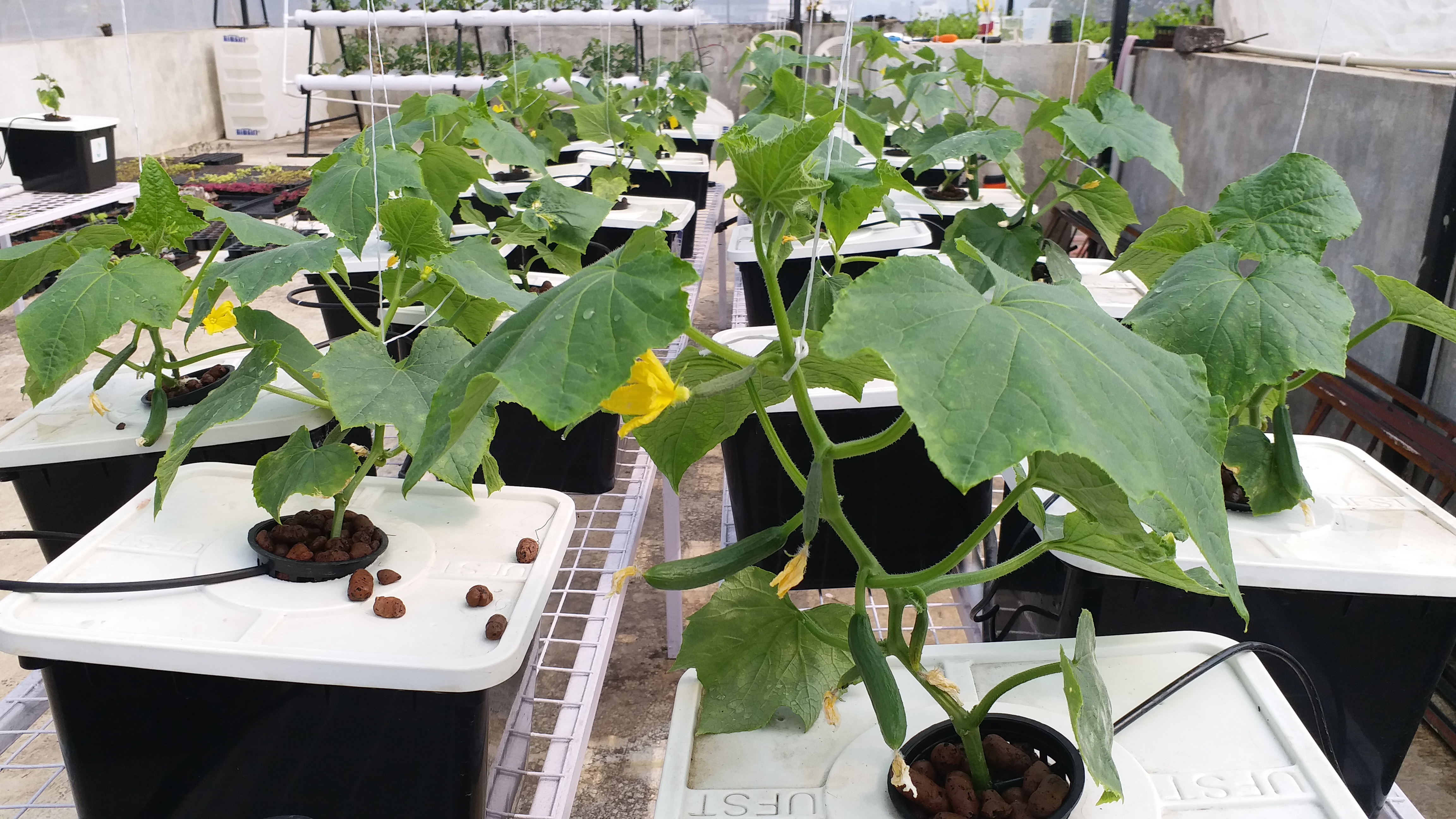 Software engineer Chandan Upadhyay doing hydroponic farming in Ranchi