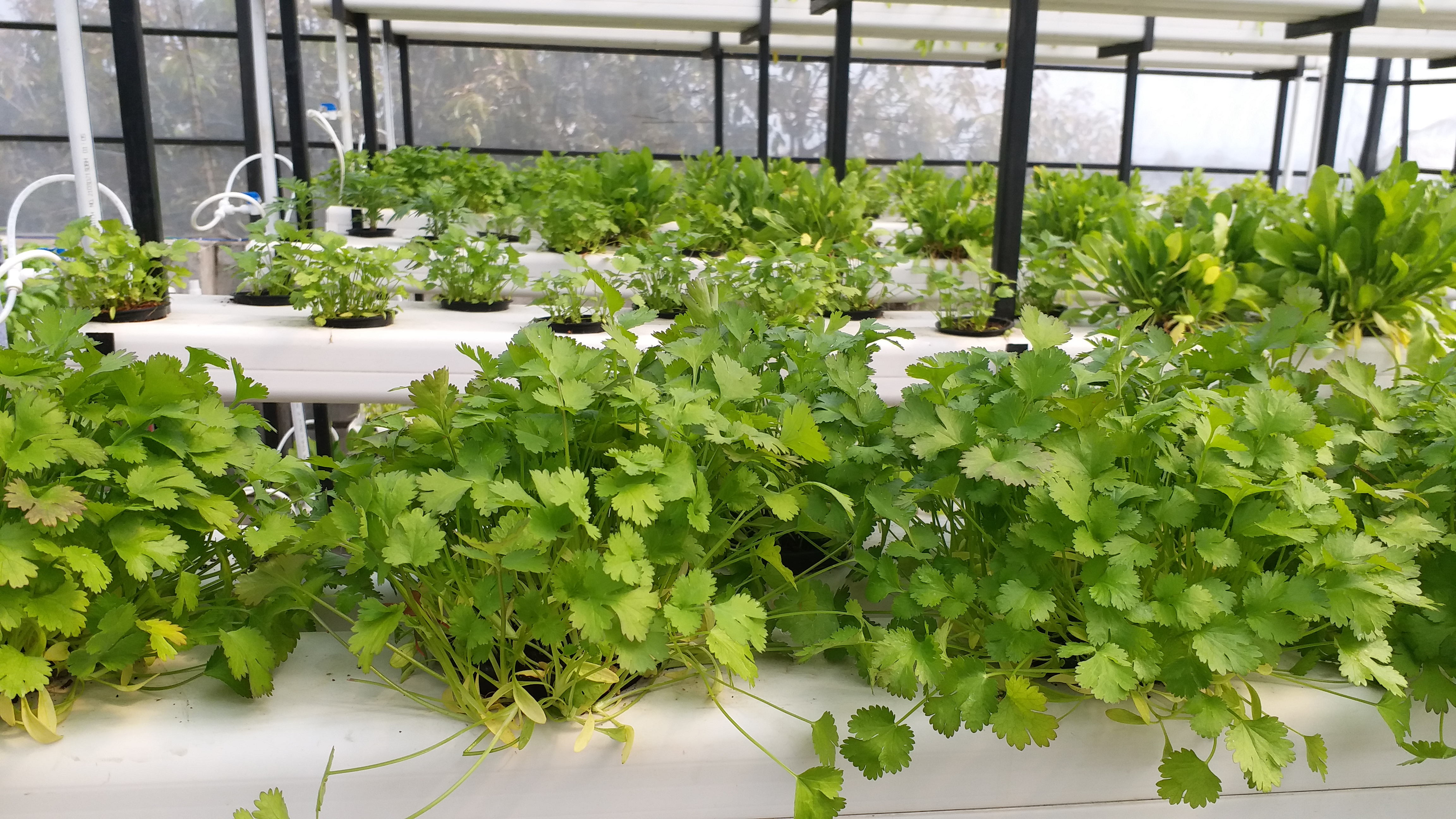 Software engineer Chandan Upadhyay doing hydroponic farming in Ranchi