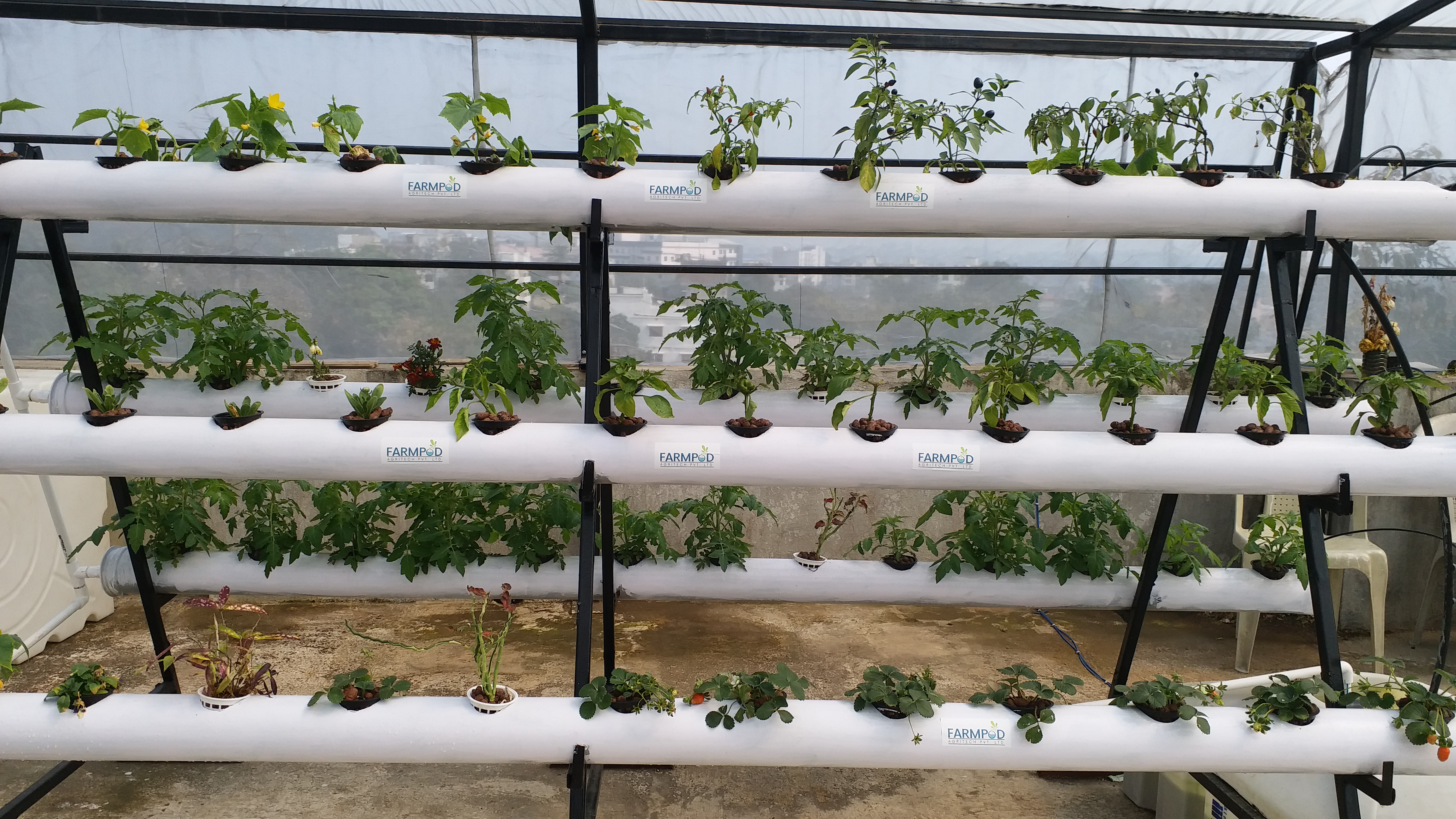 Software engineer Chandan Upadhyay doing hydroponic farming in Ranchi