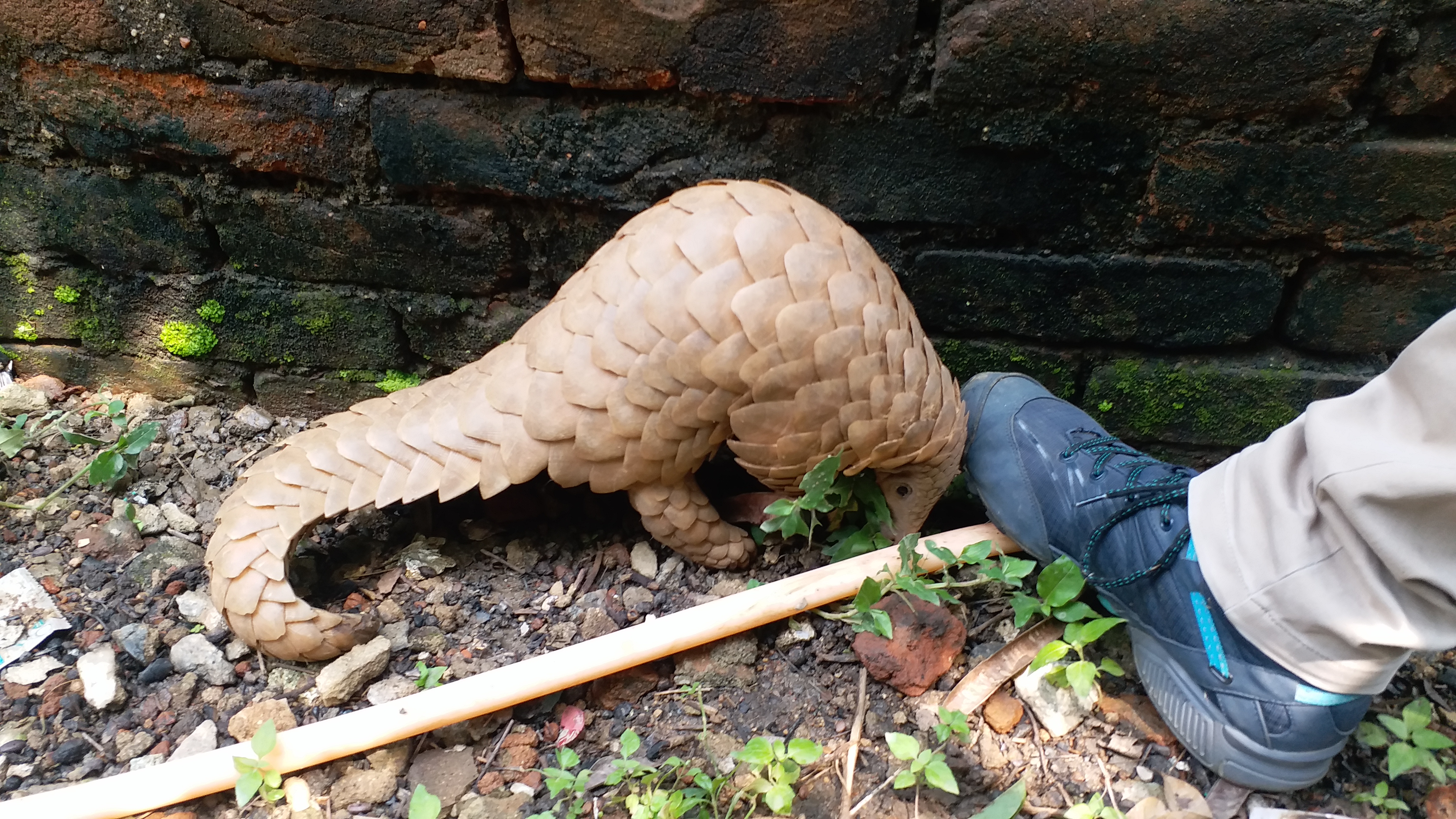 pangolin found in pithoria at ranchi, रांची के पिठोरिया में मिला पैंगोलिन