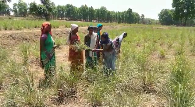 women of ranchi farming lemongrass and earning good money