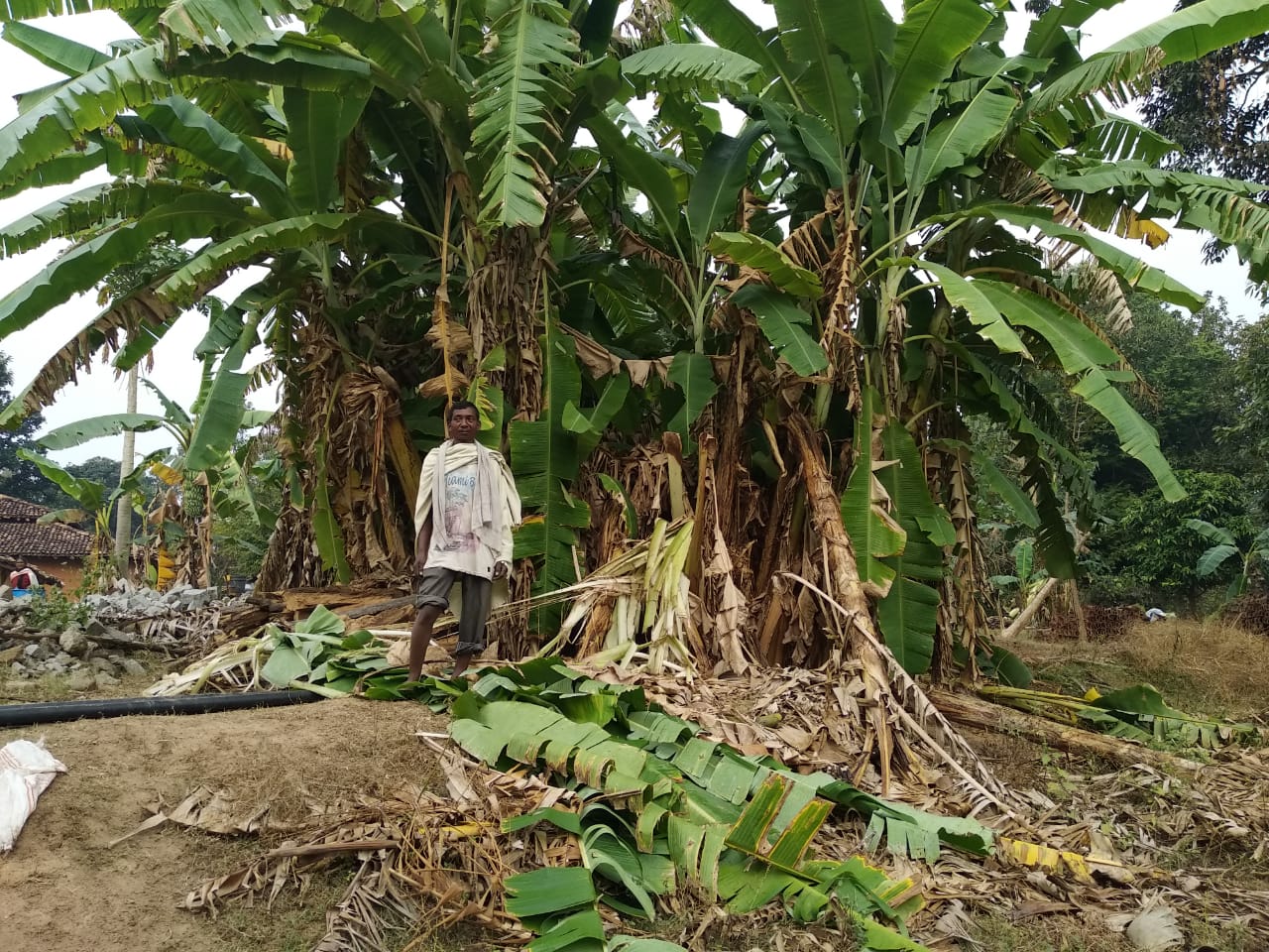 wild elephants create havoc in simdega