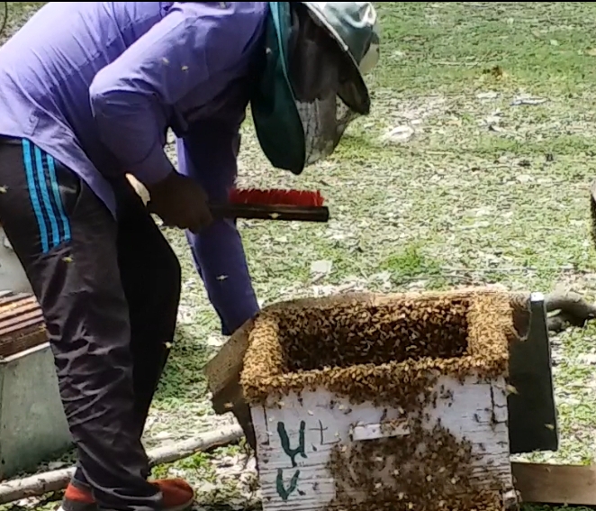 মৌমাছি প্রতিপালক মধু সংগ্রহ করছেন